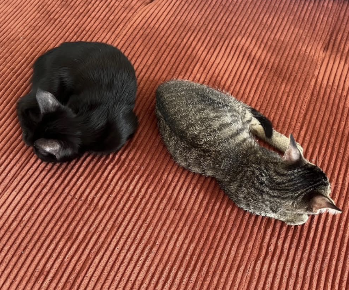 Adoption BLAKE ET BILLIE 