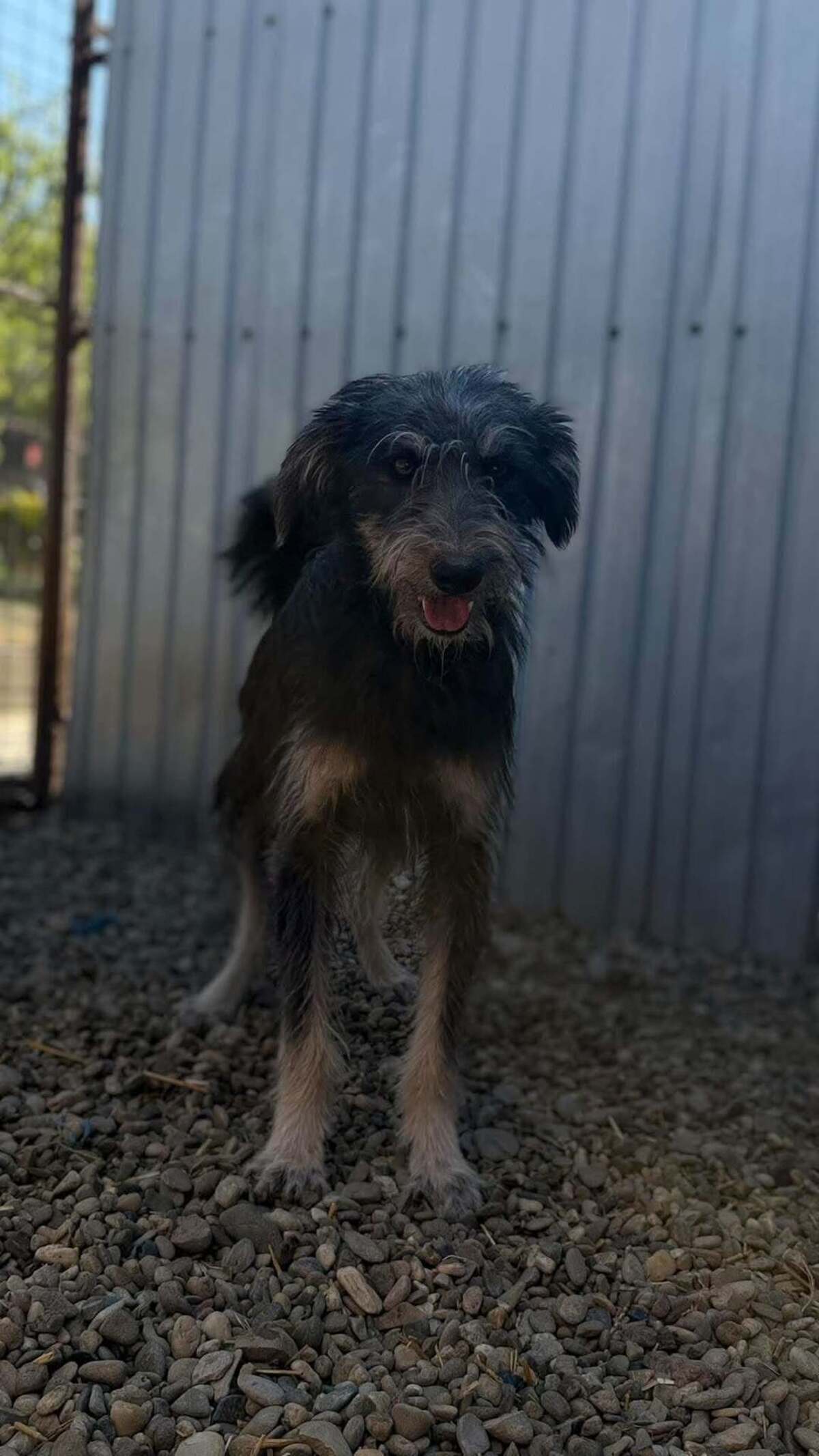 Adoption Nori