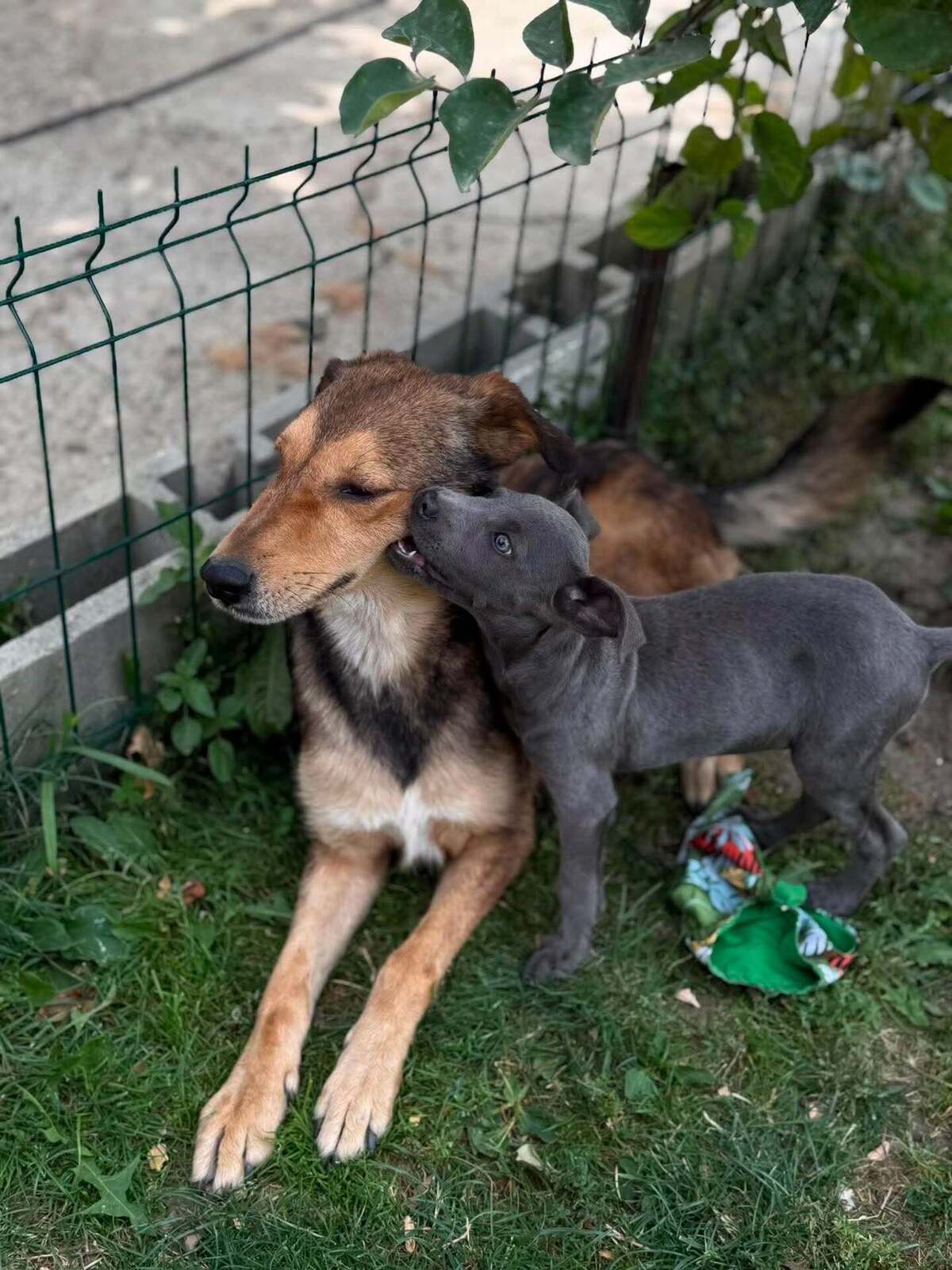 Adoption KOALA