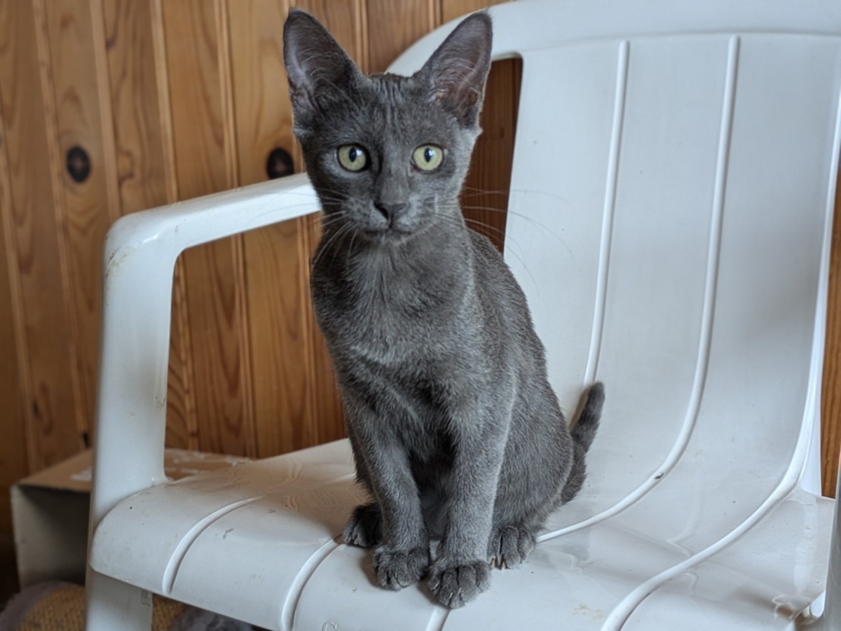 Adoption BALINA