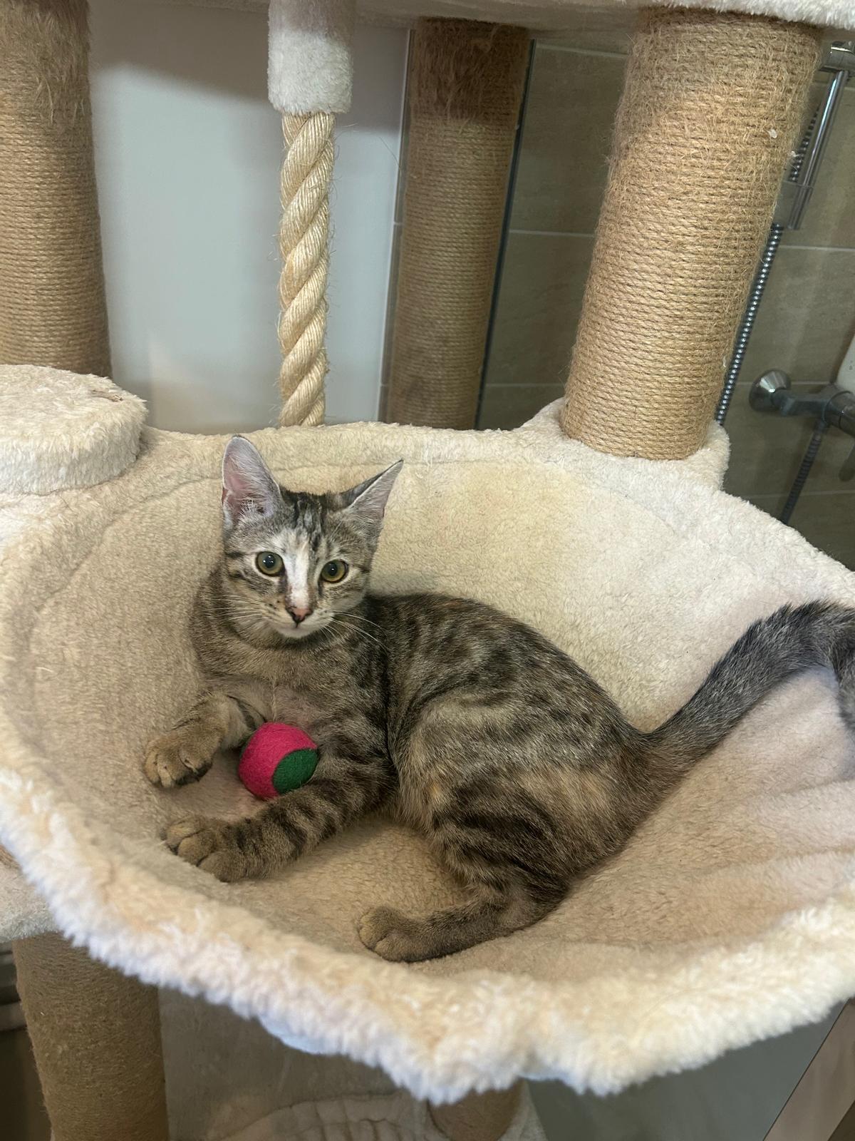 Adoption Mia