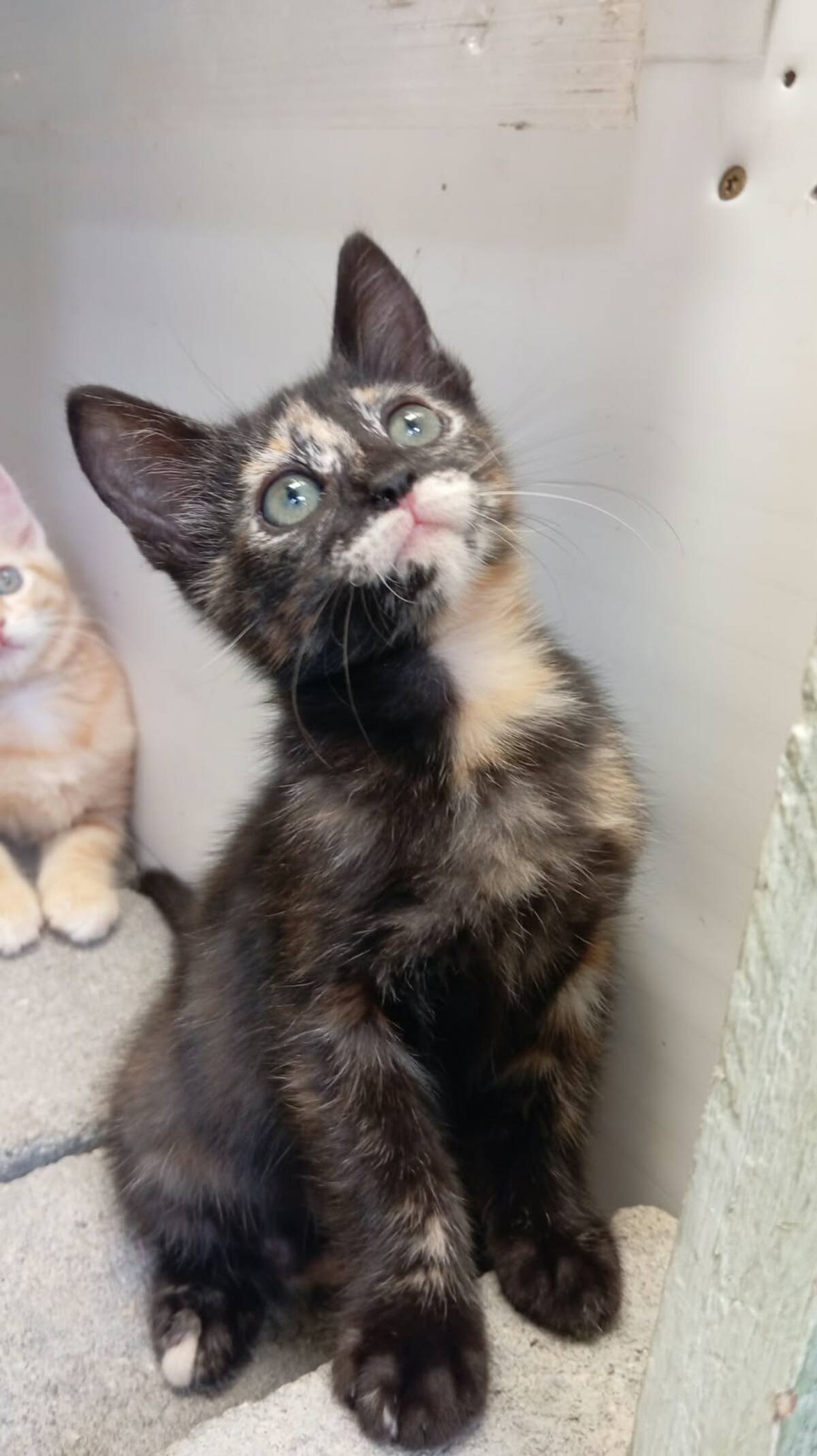 Adoption Cassiopee