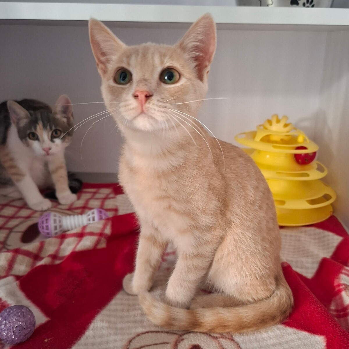 Adoption Bagel