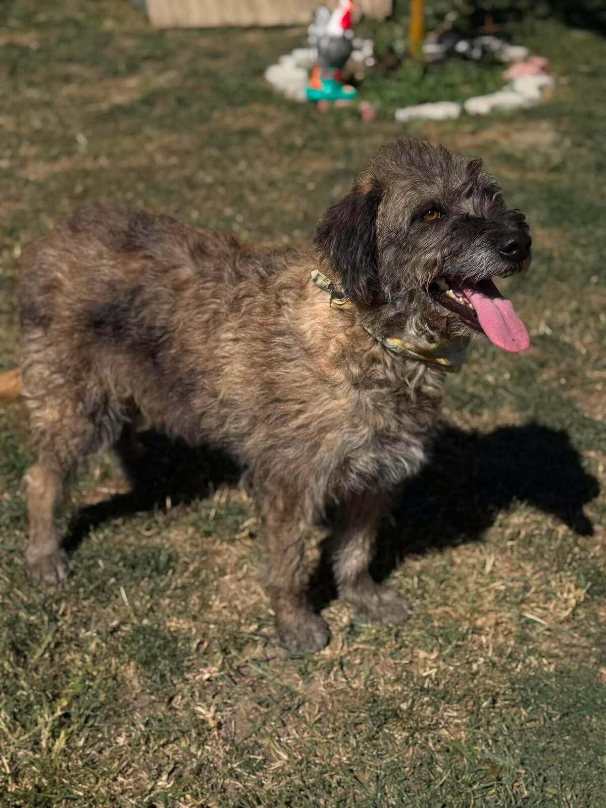 Adoption Frisette