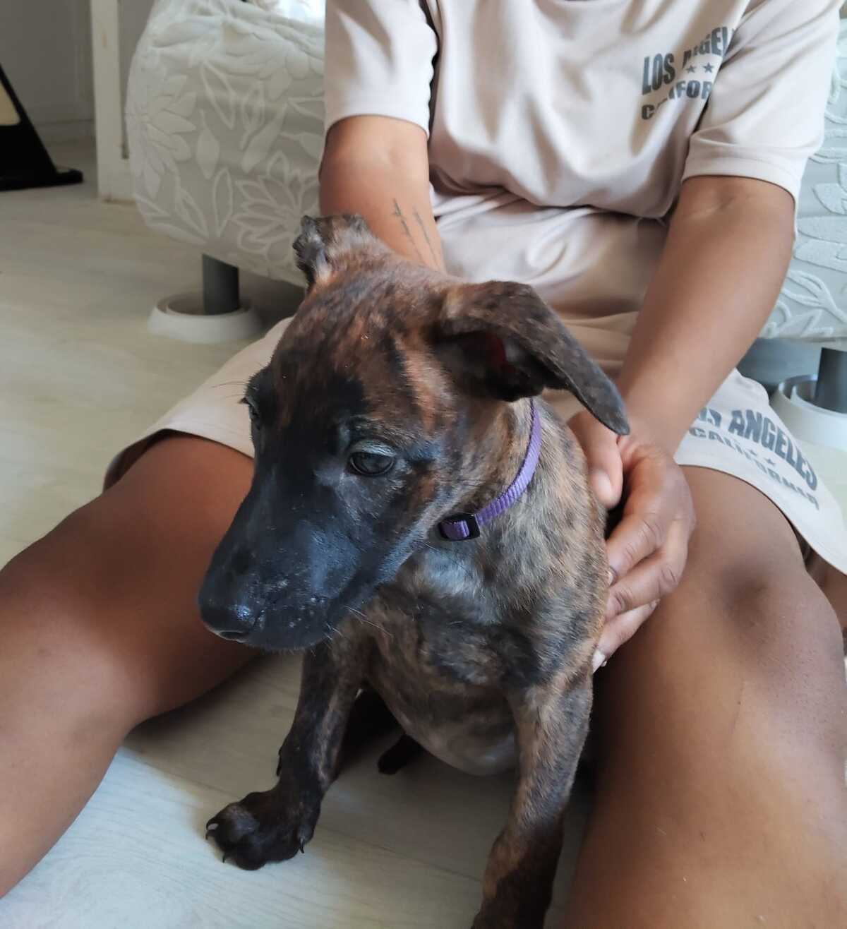 Adoption Stormy 