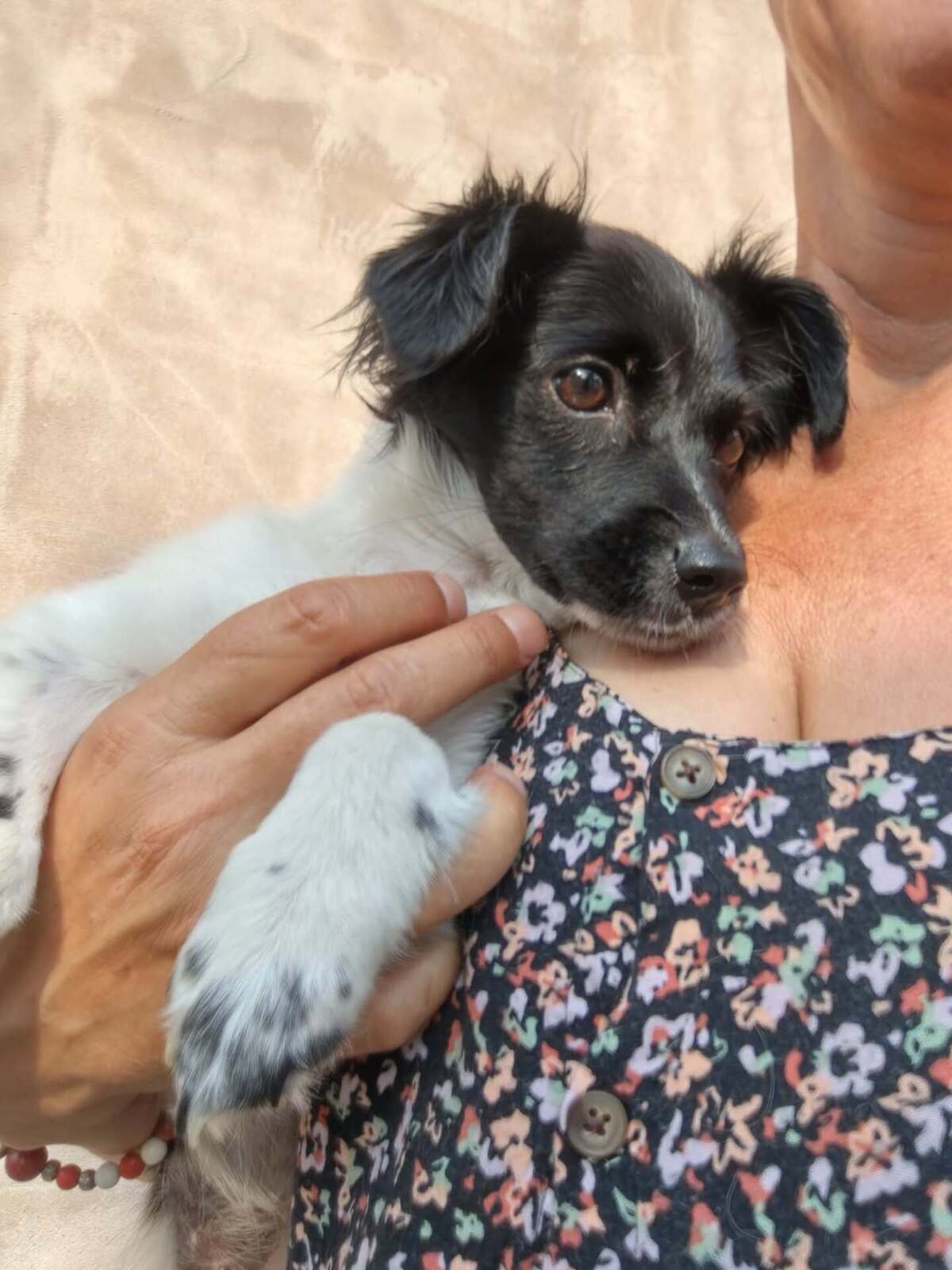 Adoption Réglisse