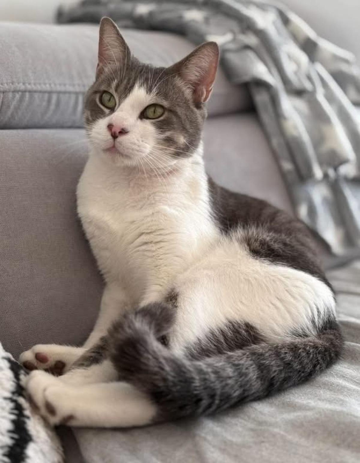 Adoption MIAOUSS