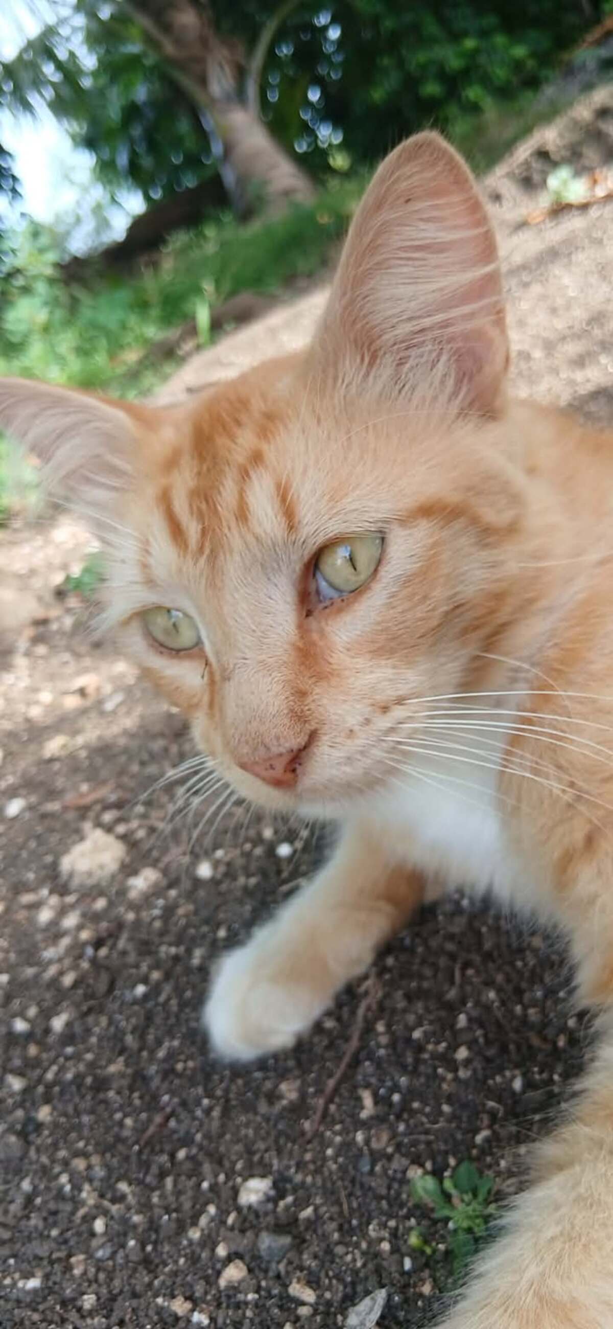 Adoption Caliste