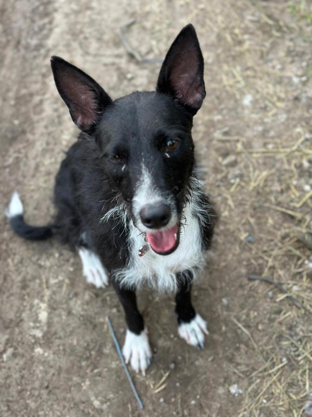 Adoption CONNIE