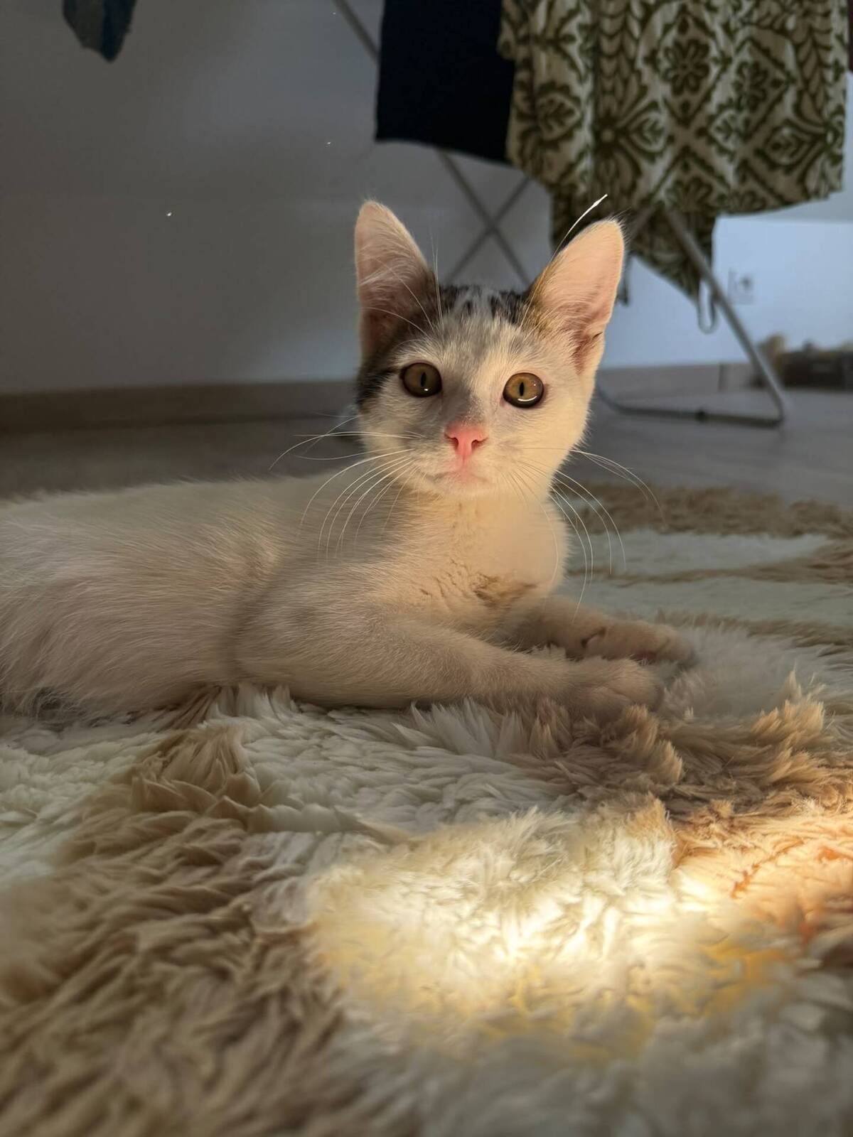 Adoption Loki