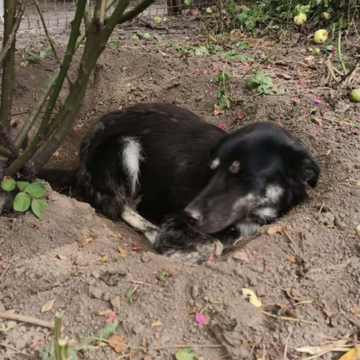 Adoption Kara