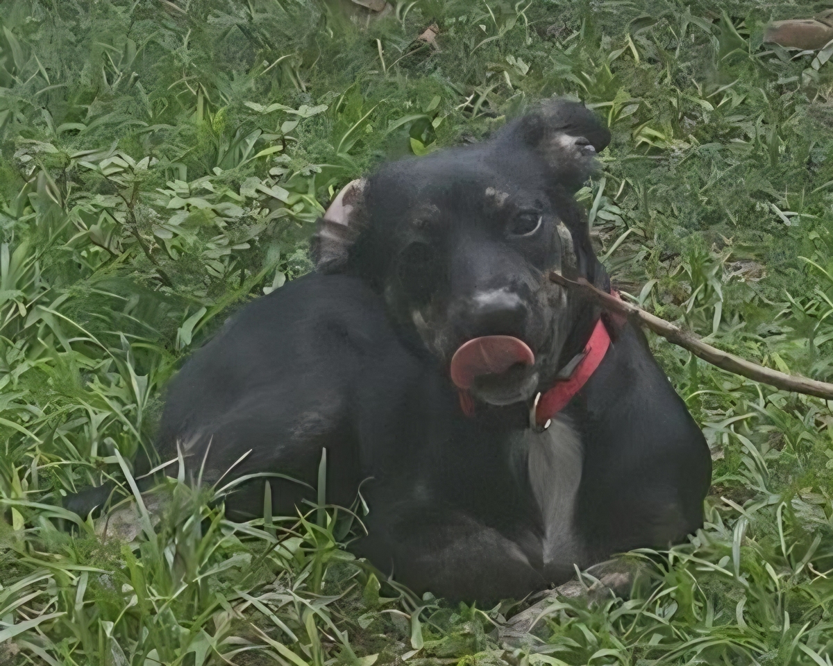 Adoption Tylia