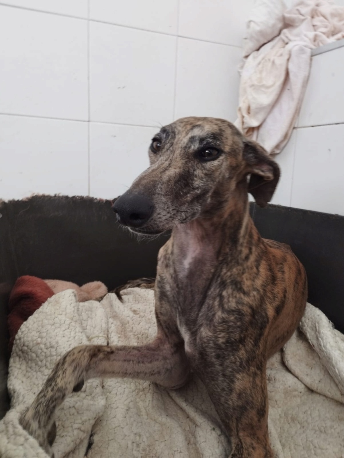 Adoption ATIZA