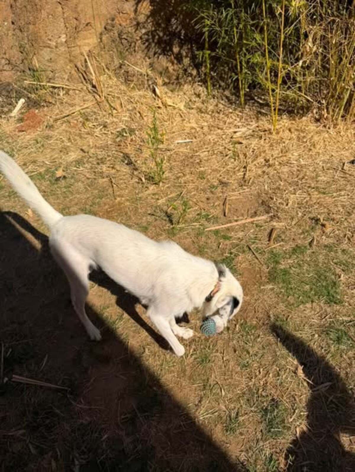Adoption Elfe