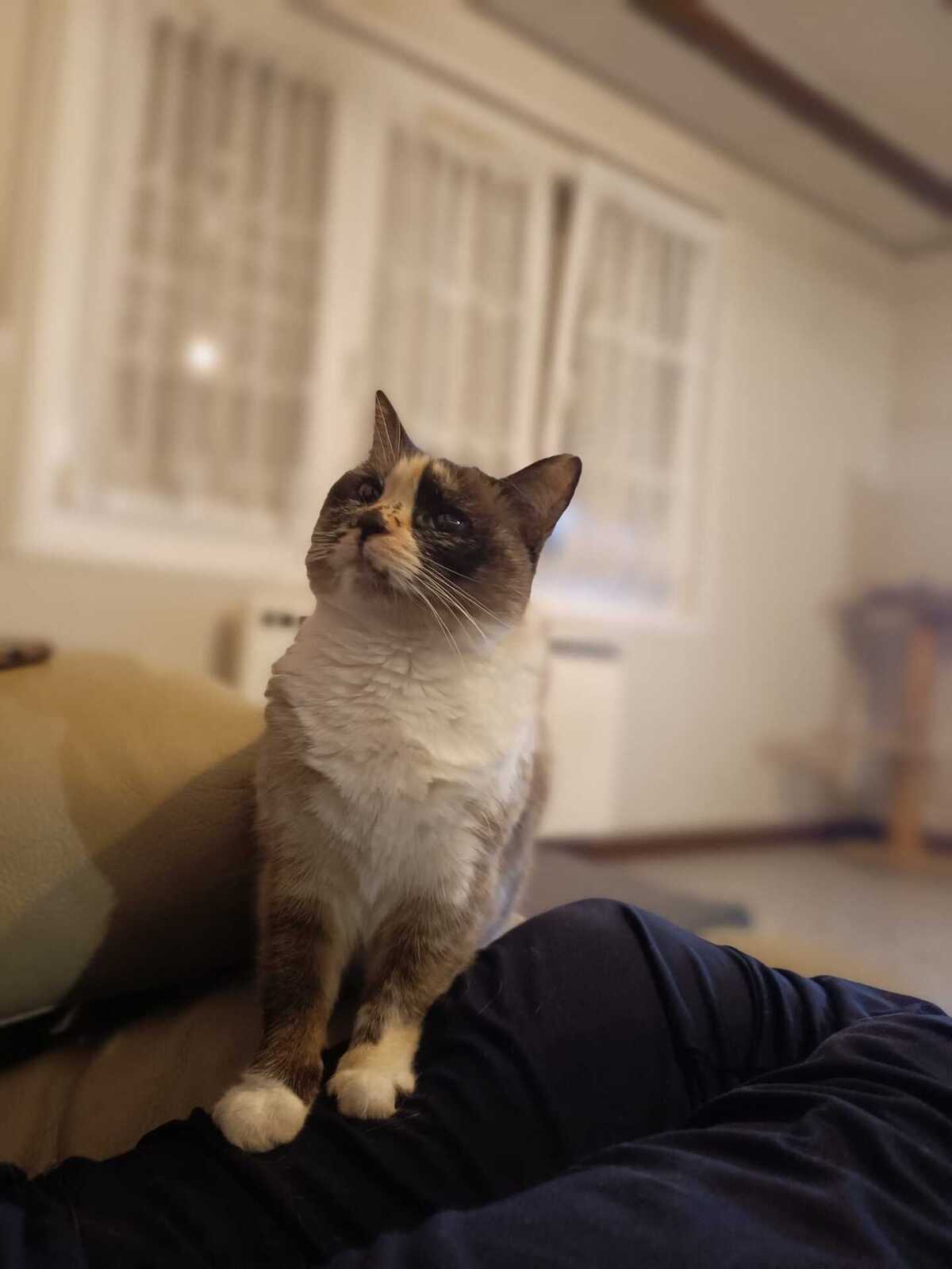 Adoption Héméra 