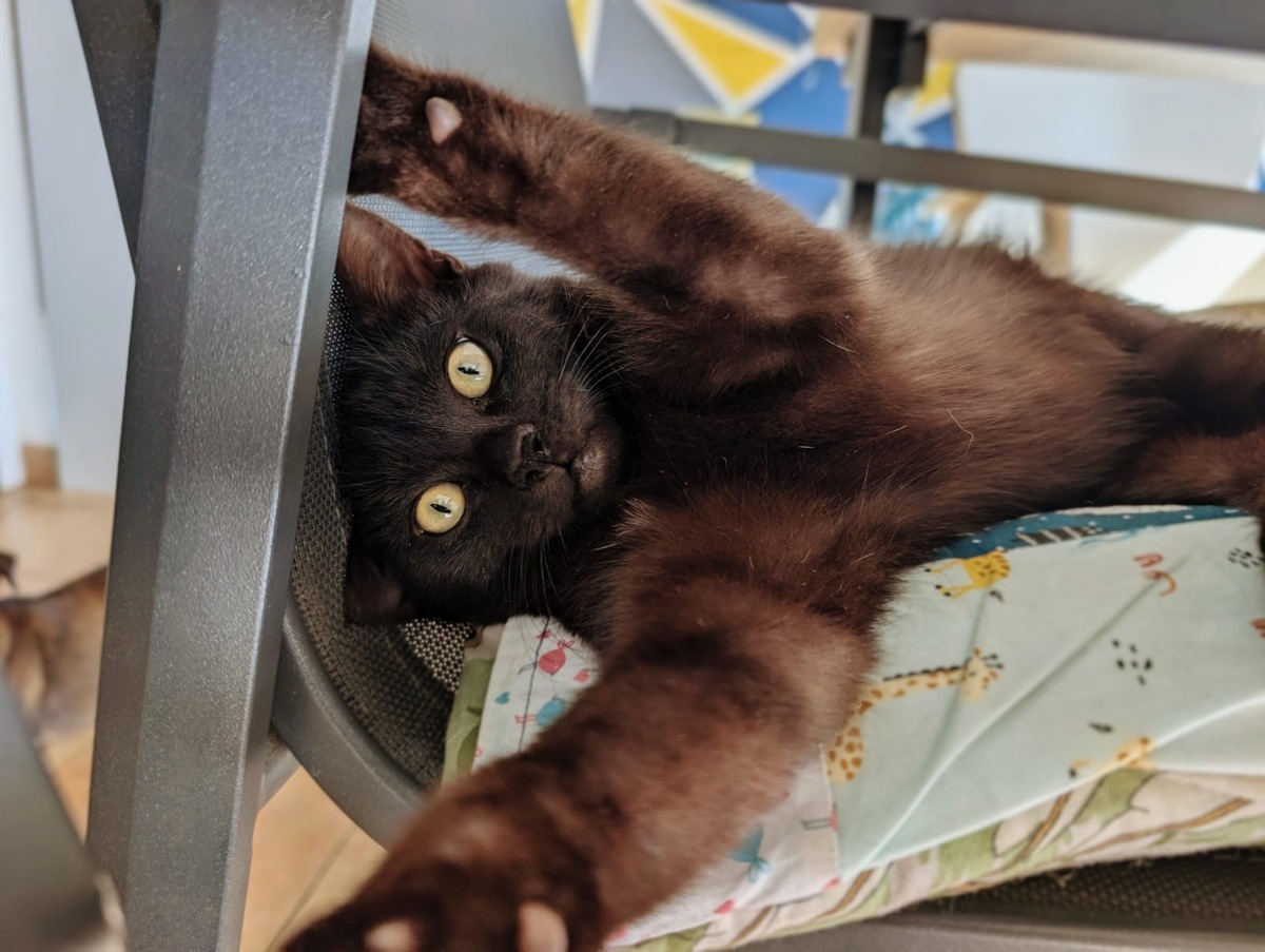 Adoption Gaston