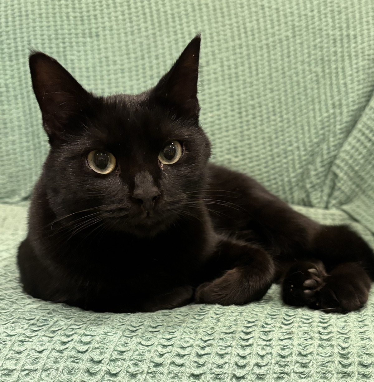 Adoption Tiffany