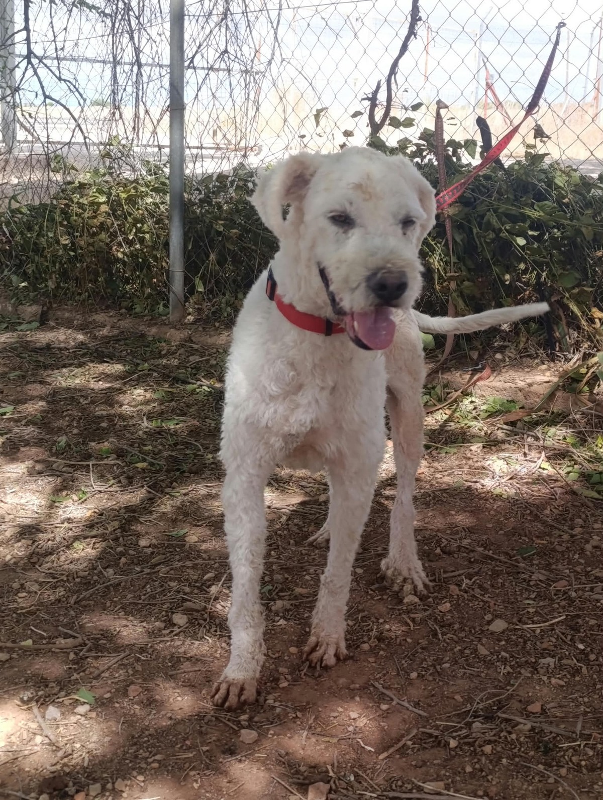 Adoption Toby