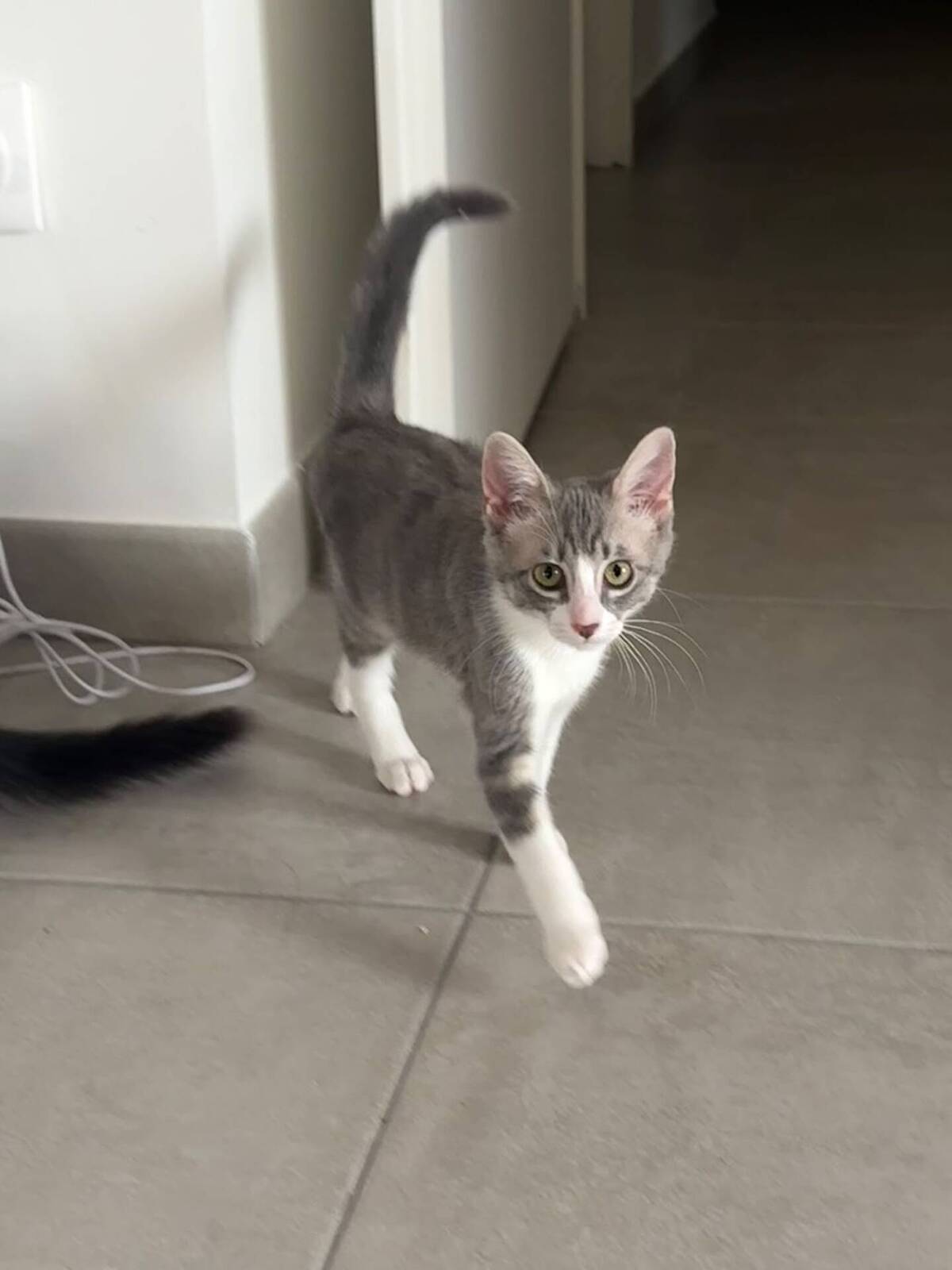 Adoption Lisa