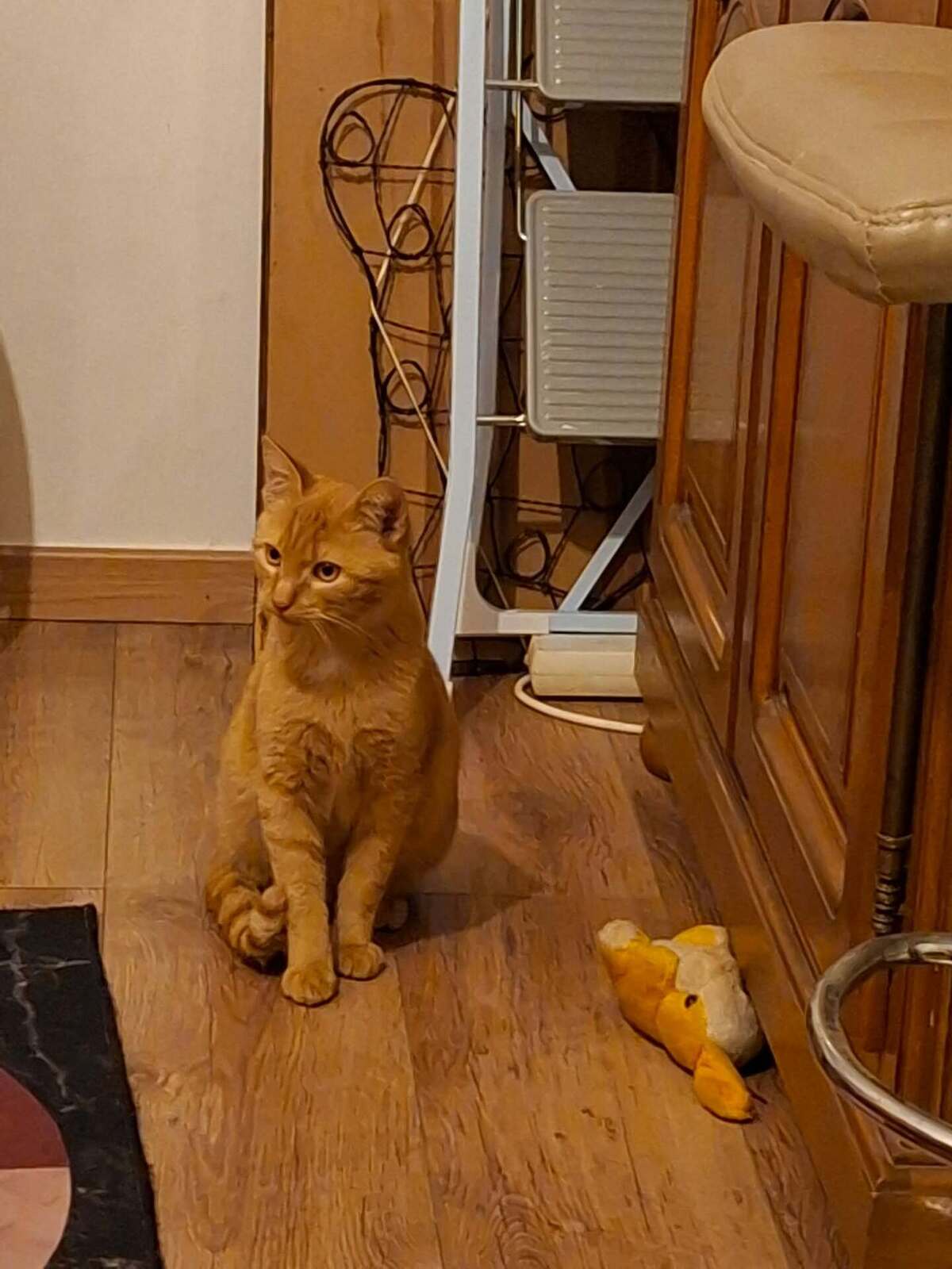 Adoption Bipsy