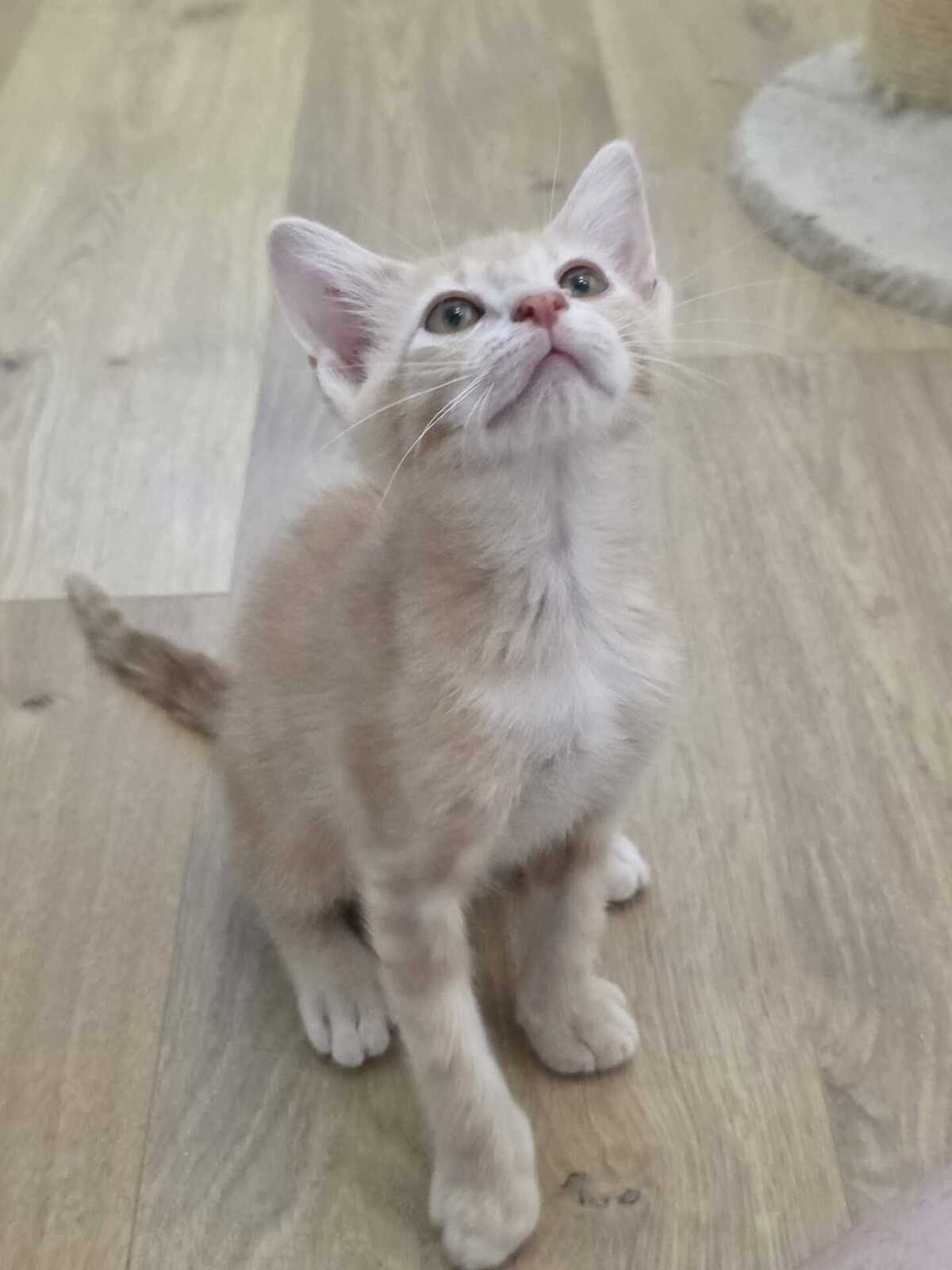 Adoption Maïko