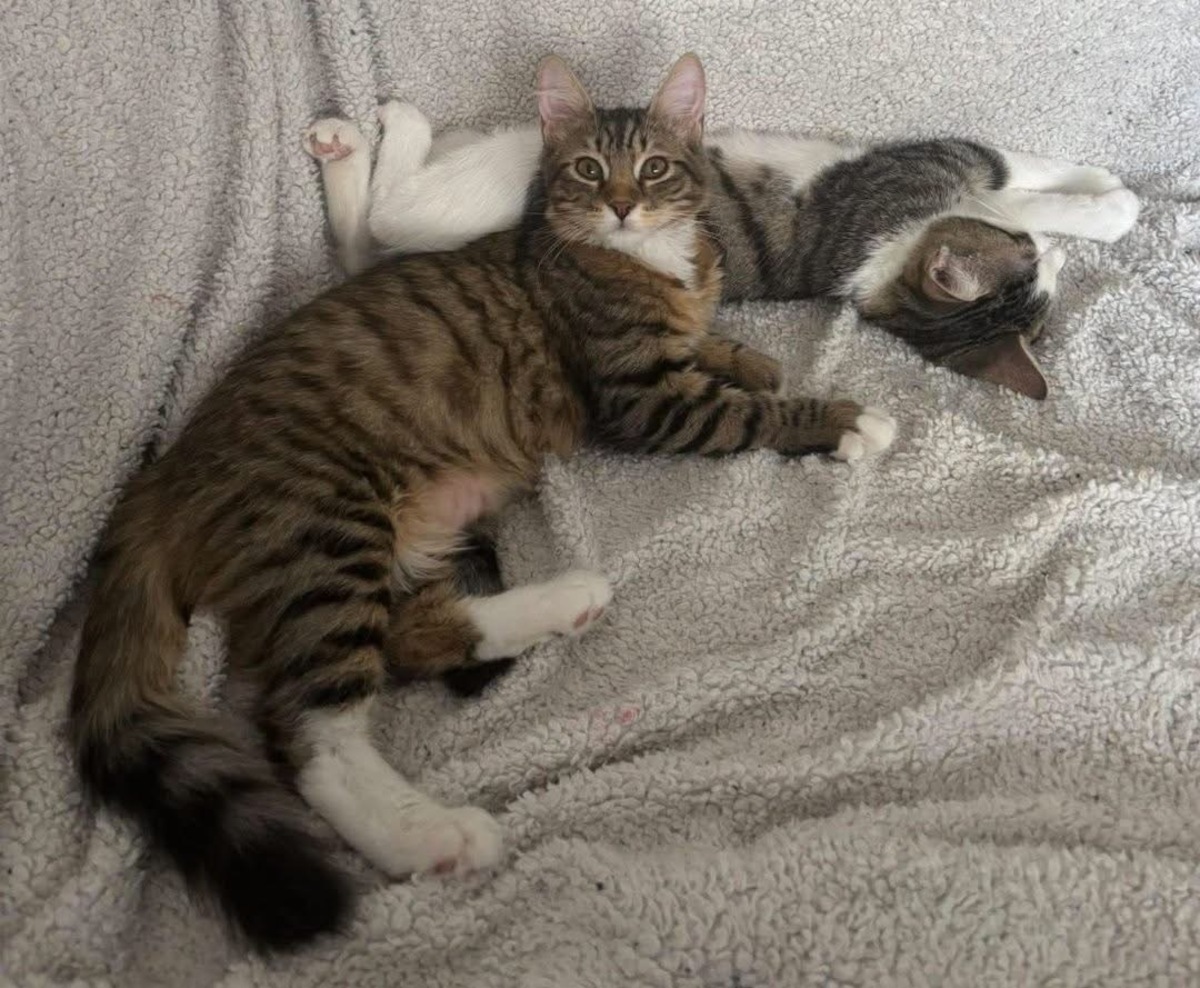 Adoption Jace et Fisher 