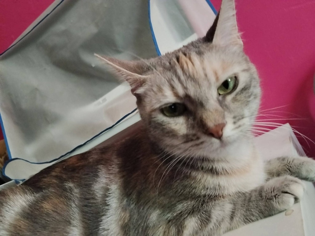 Adoption Souham