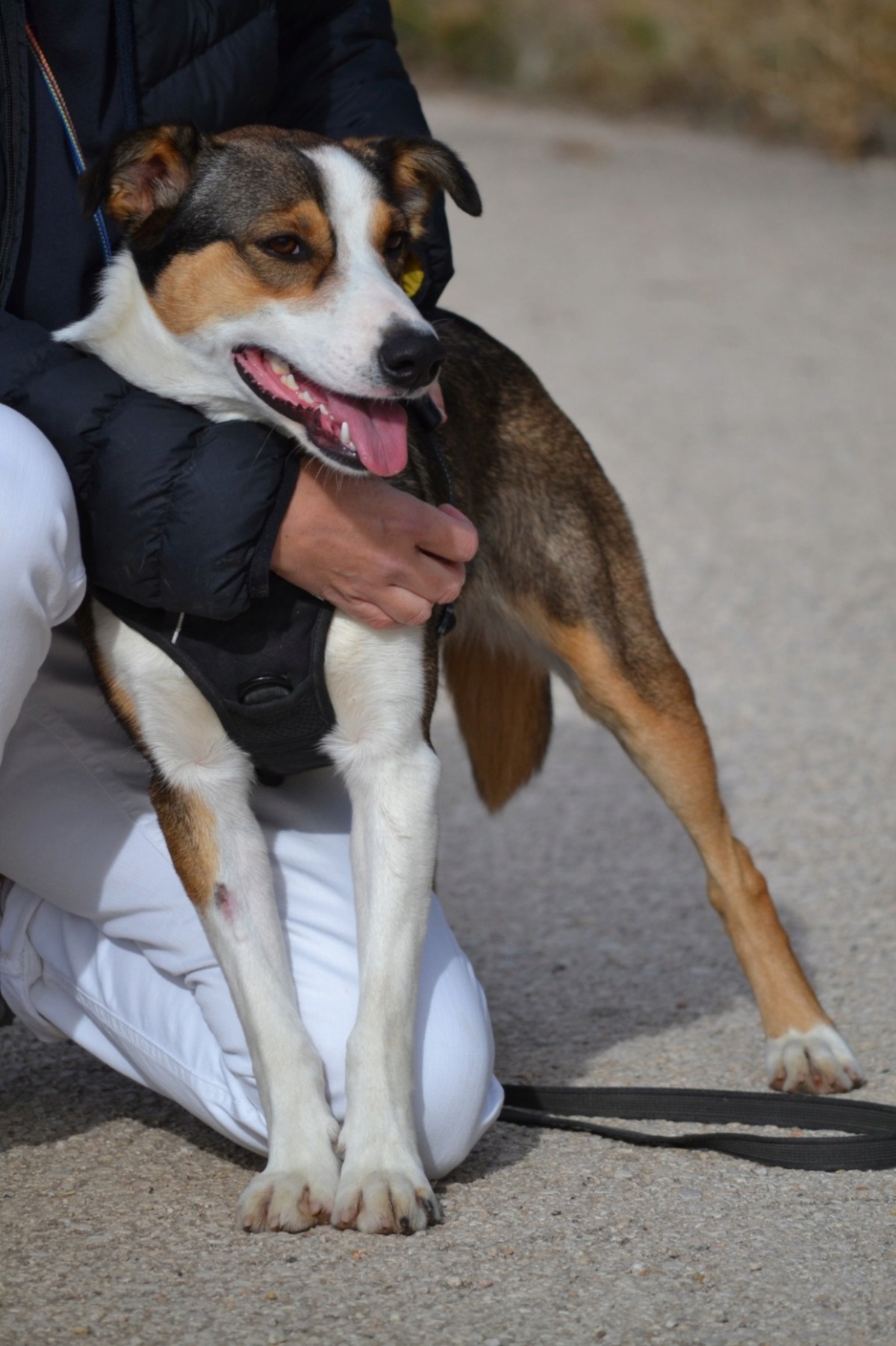 Adoption Mia