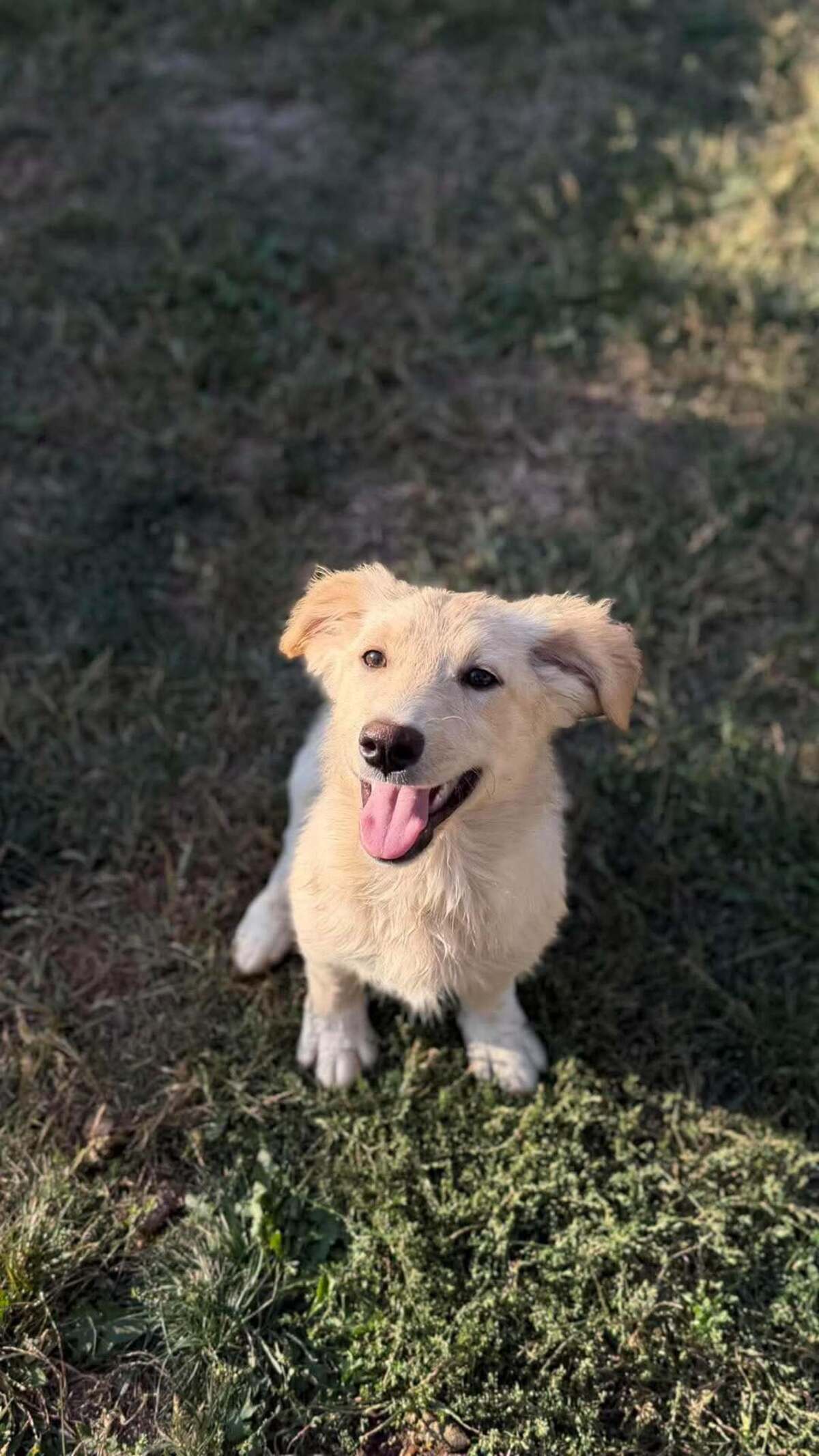 Adoption Rooney