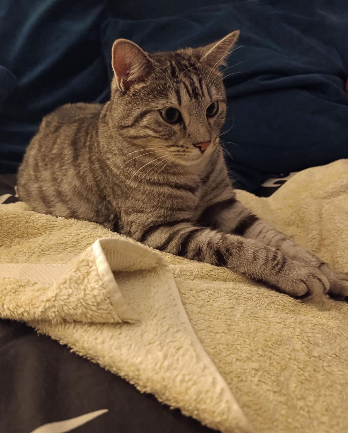 Adoption Ragnar