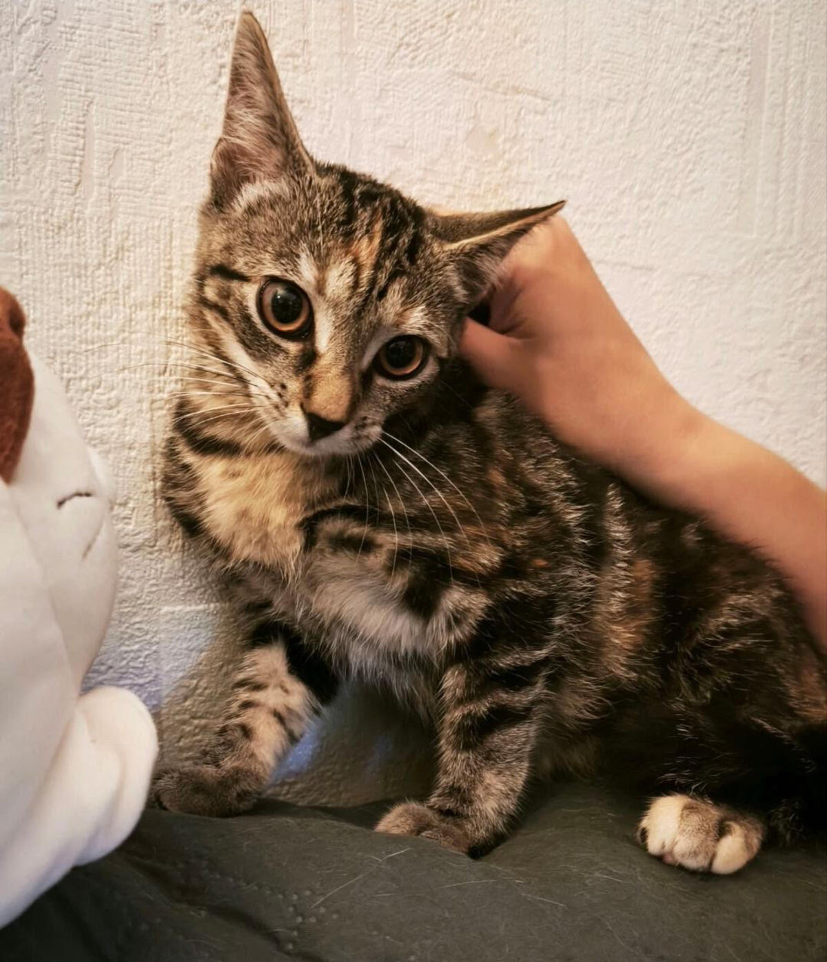 Adoption Happy