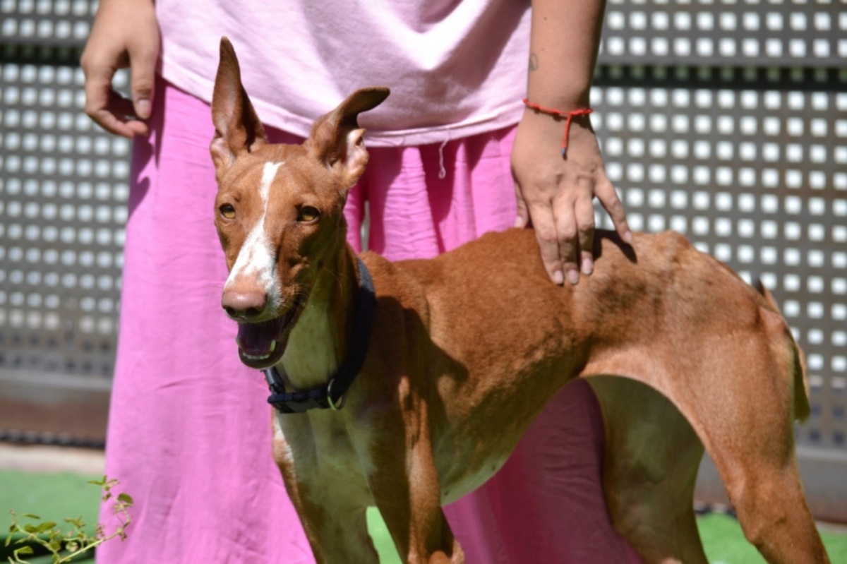Adoption Sunny
