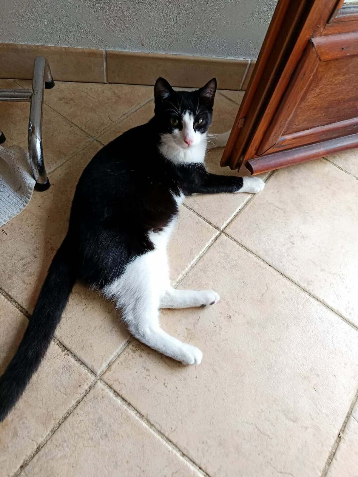 Adoption BOUCHON