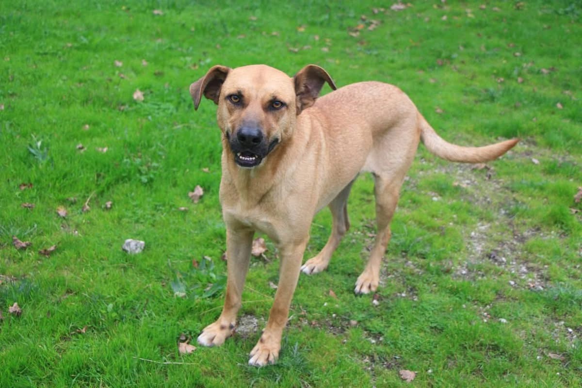Adoption Vasco