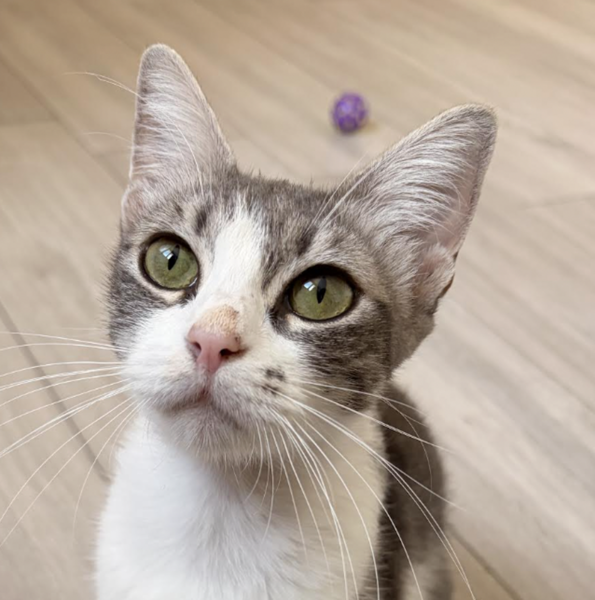 Adoption ANA