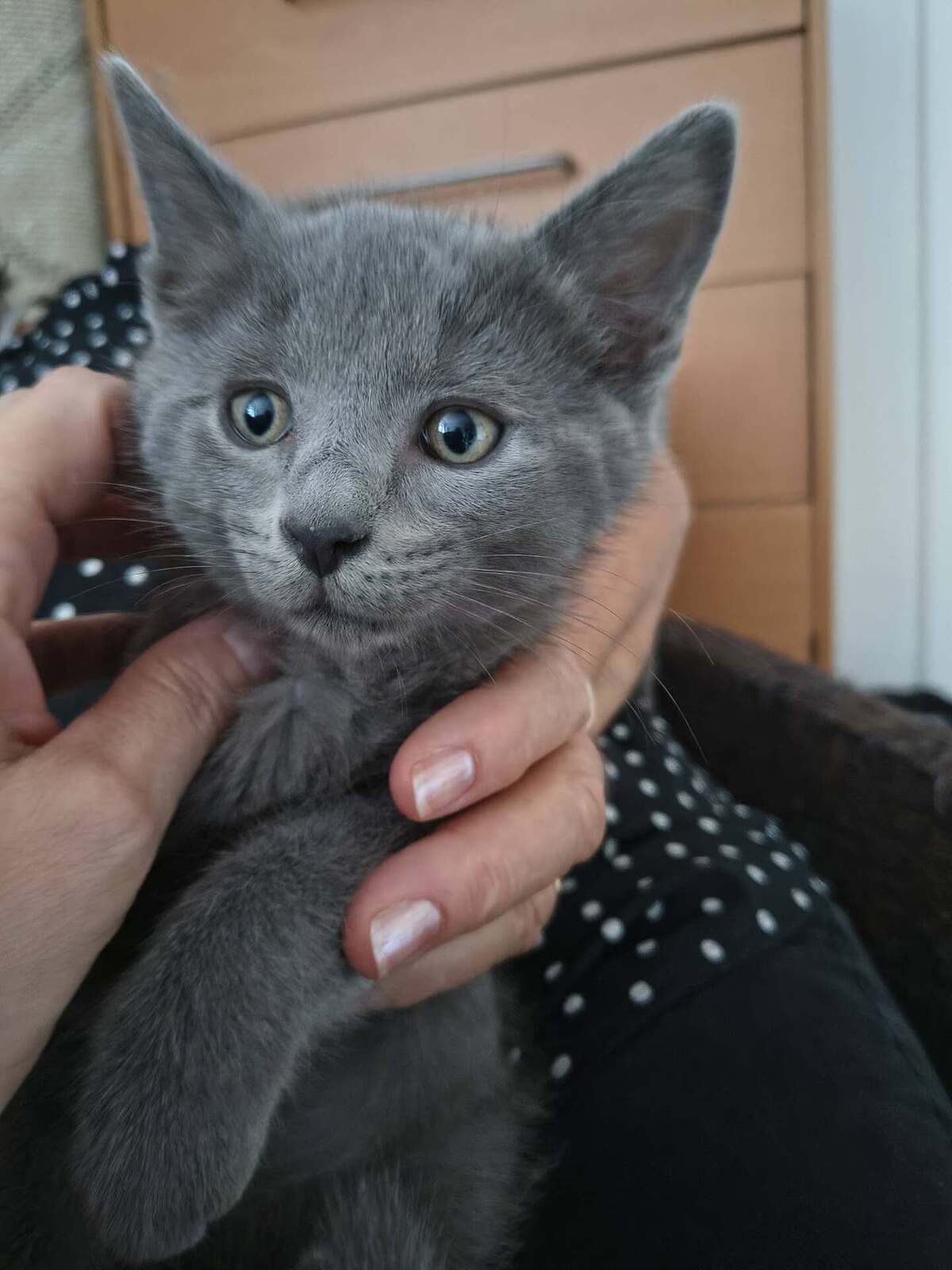 Adoption Kumo et Sora