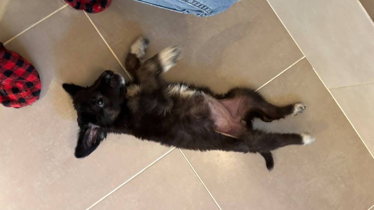Adoption Jasmine