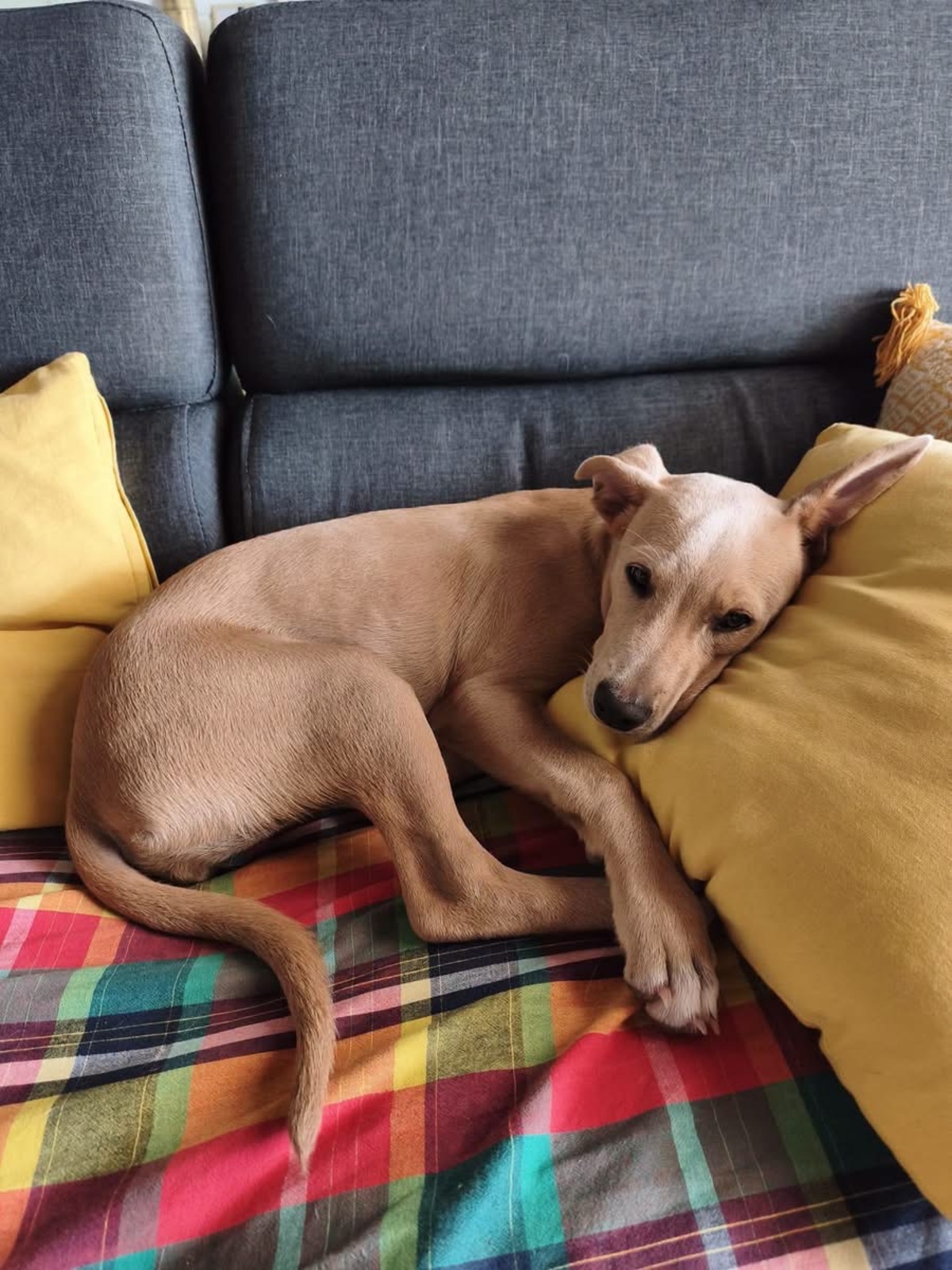 Adoption Mika