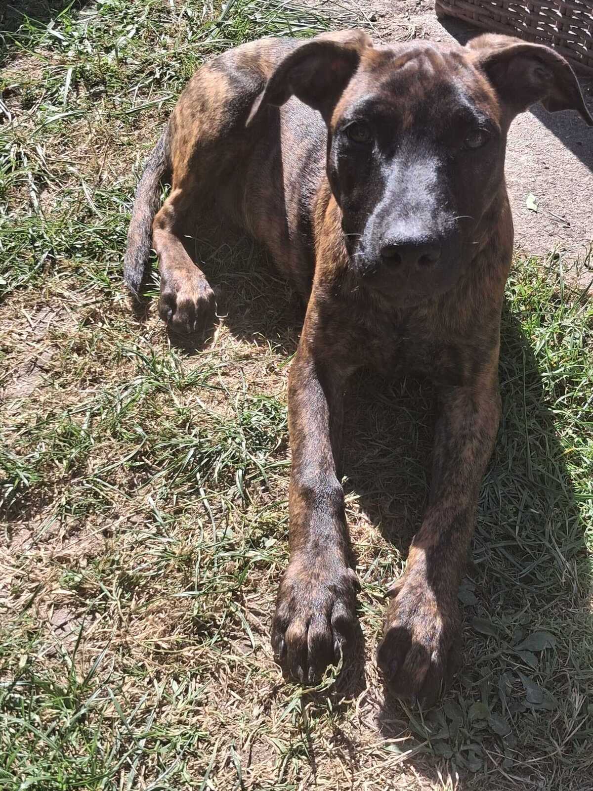 Adoption Stormy 