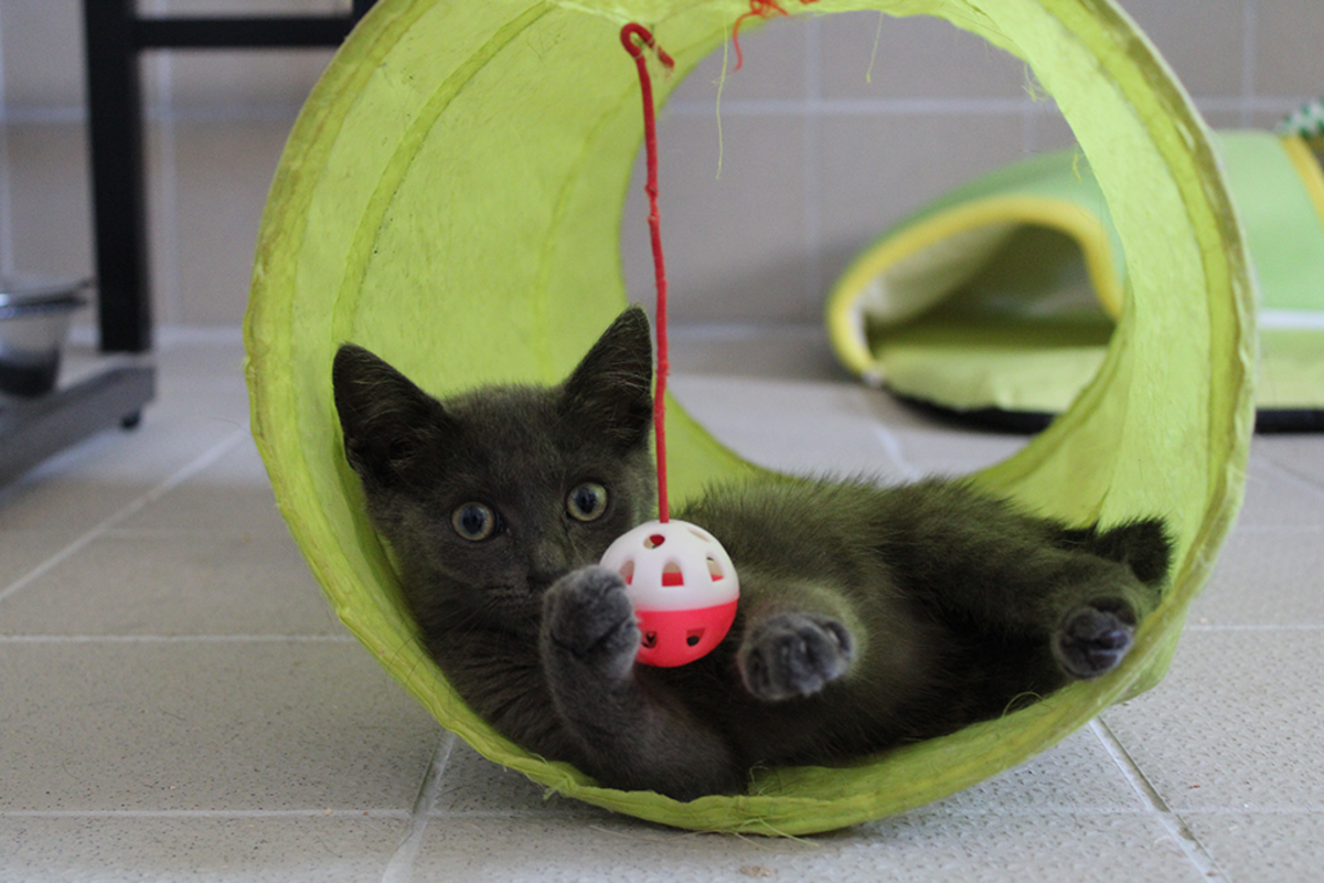 Adoption Bluesy