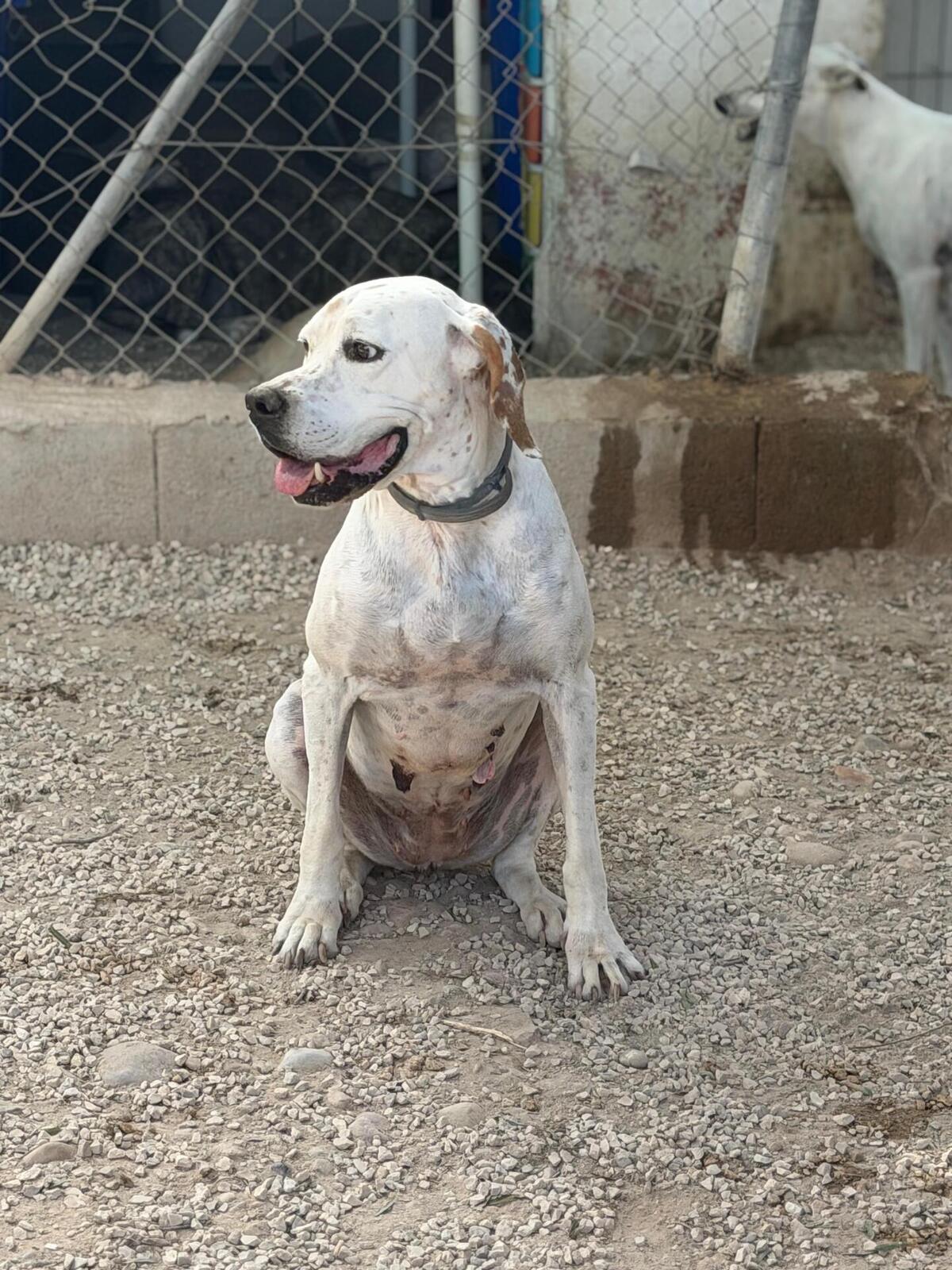 Adoption Blanquita