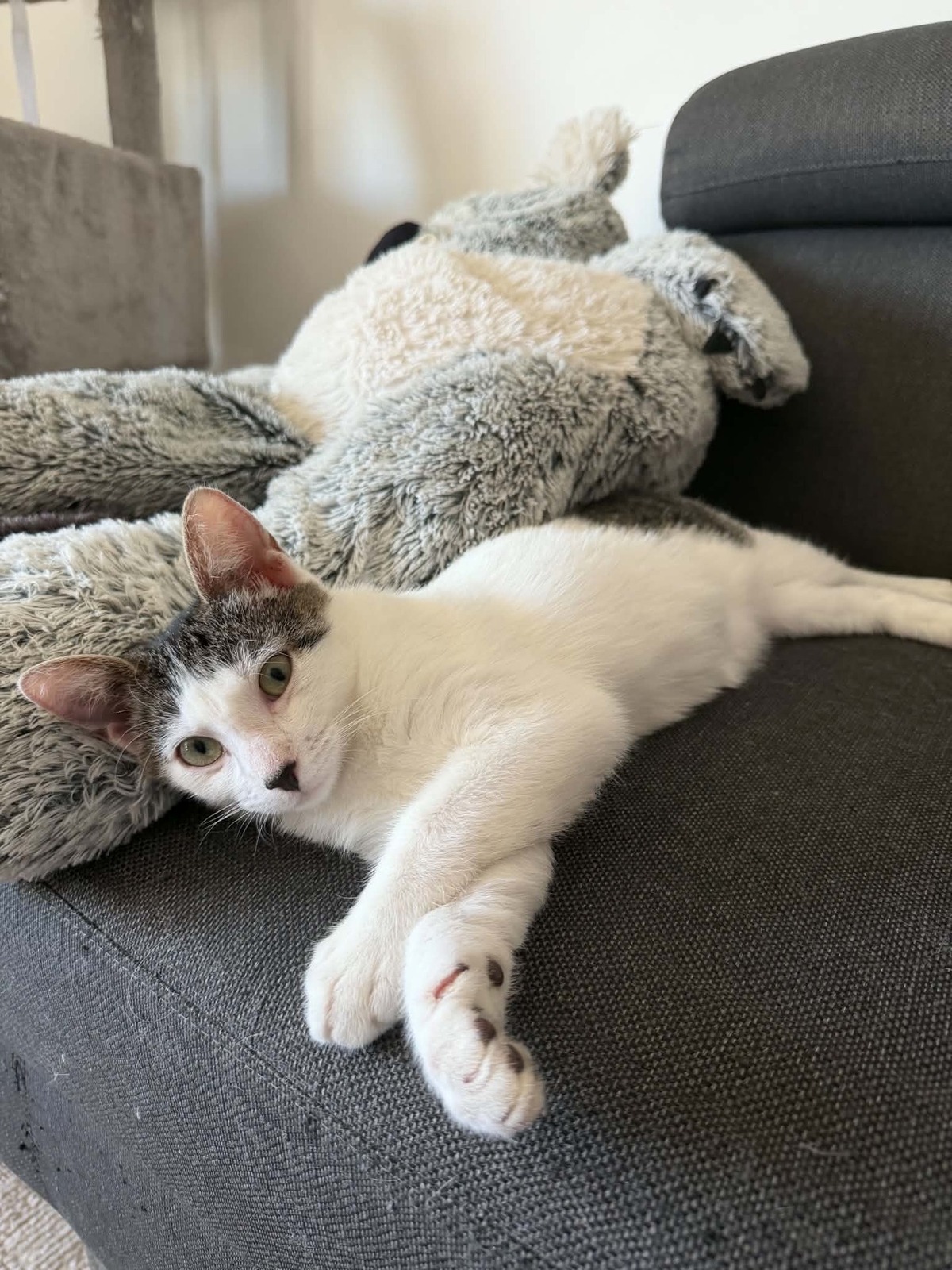 Adoption Bonnie