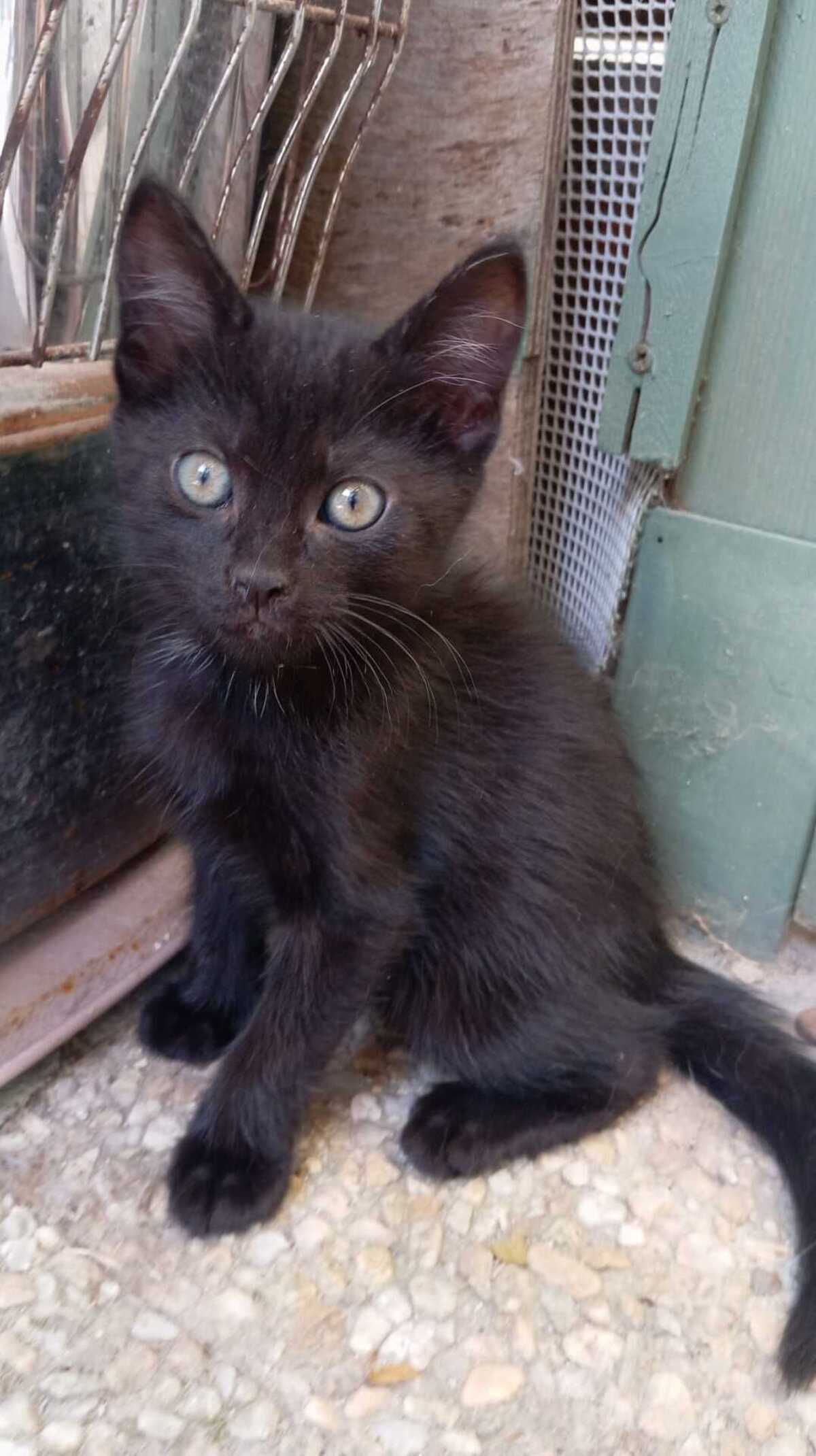 Adoption BETTY