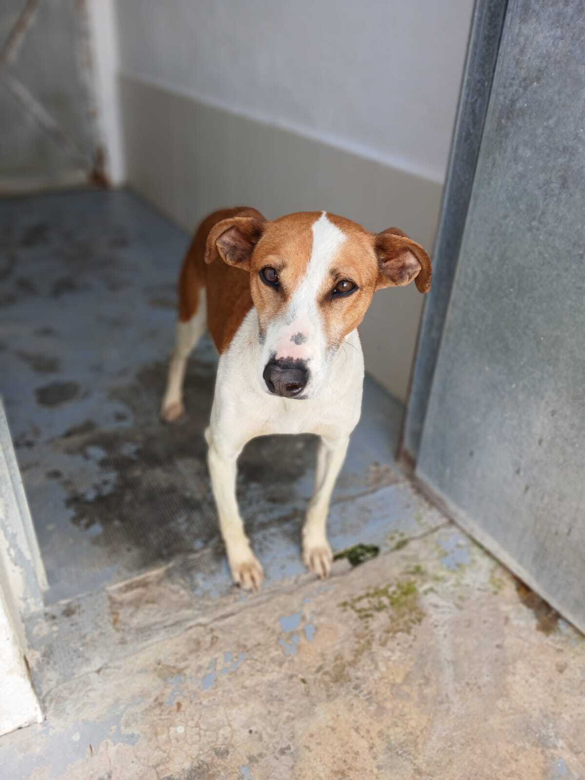 Adoption Gavilan