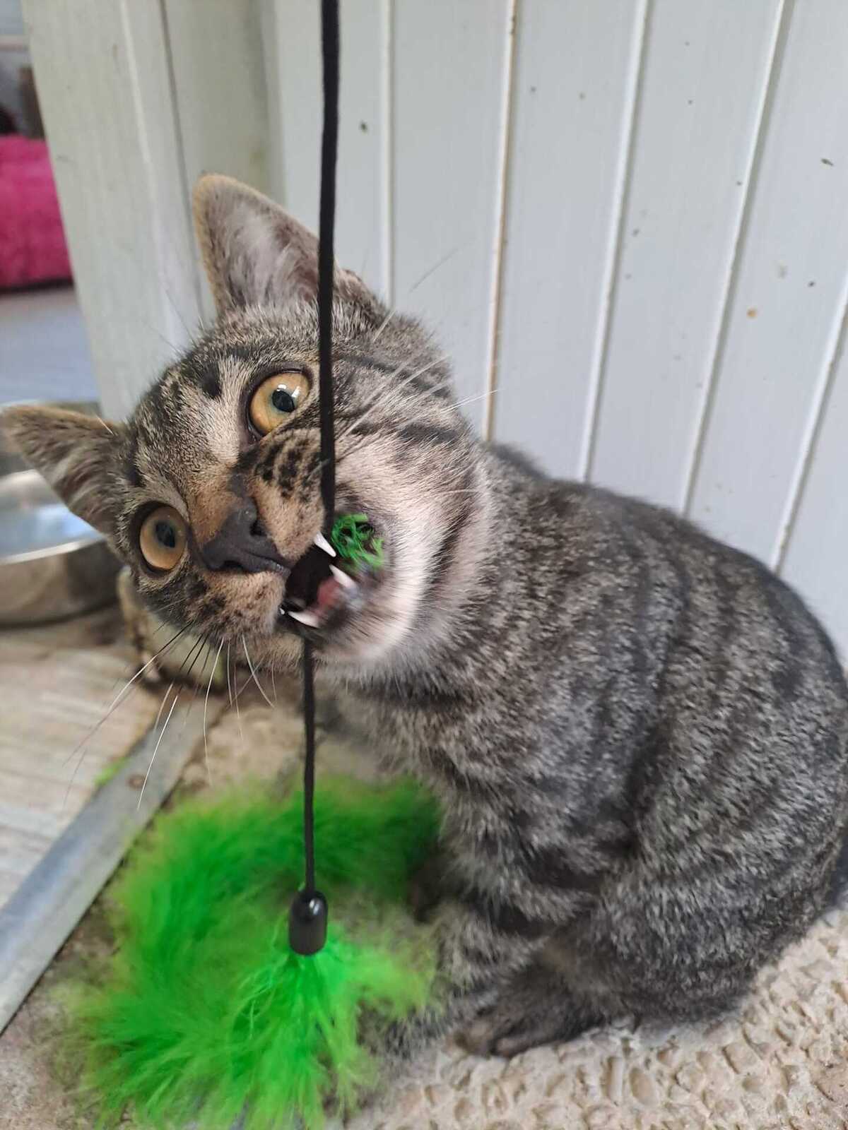 Adoption Malo