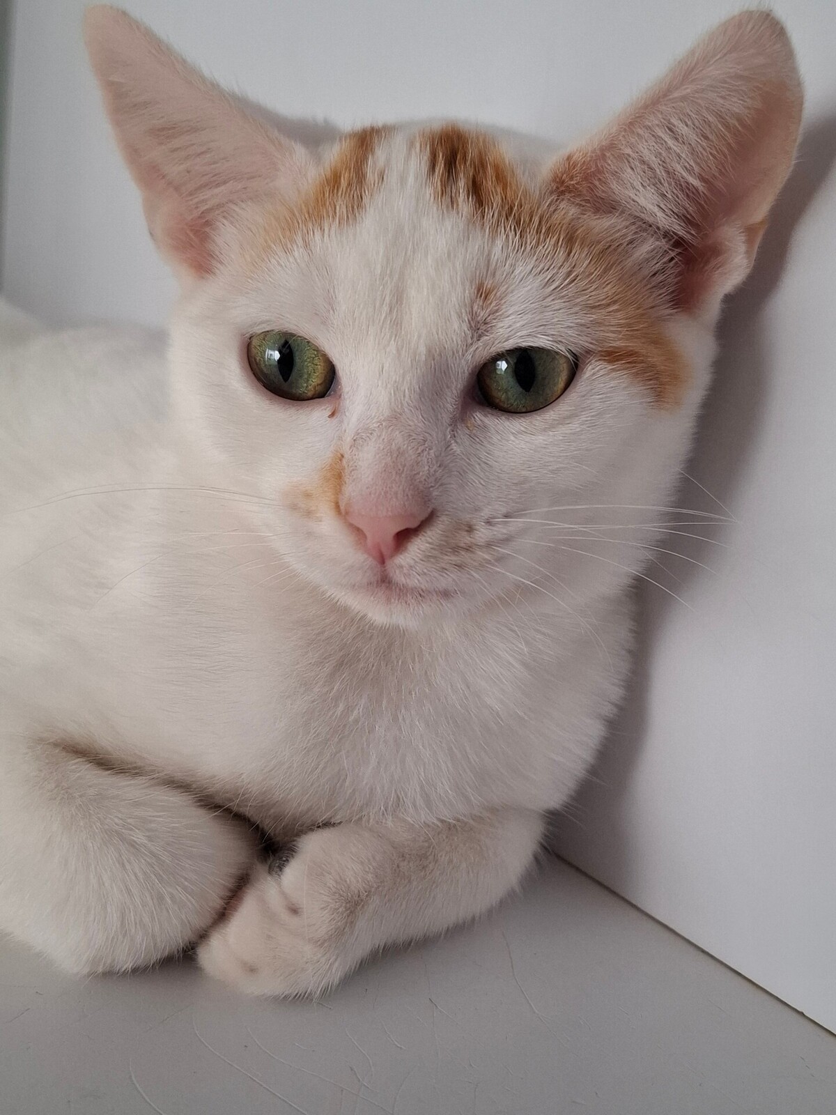 Adoption BERMUDE