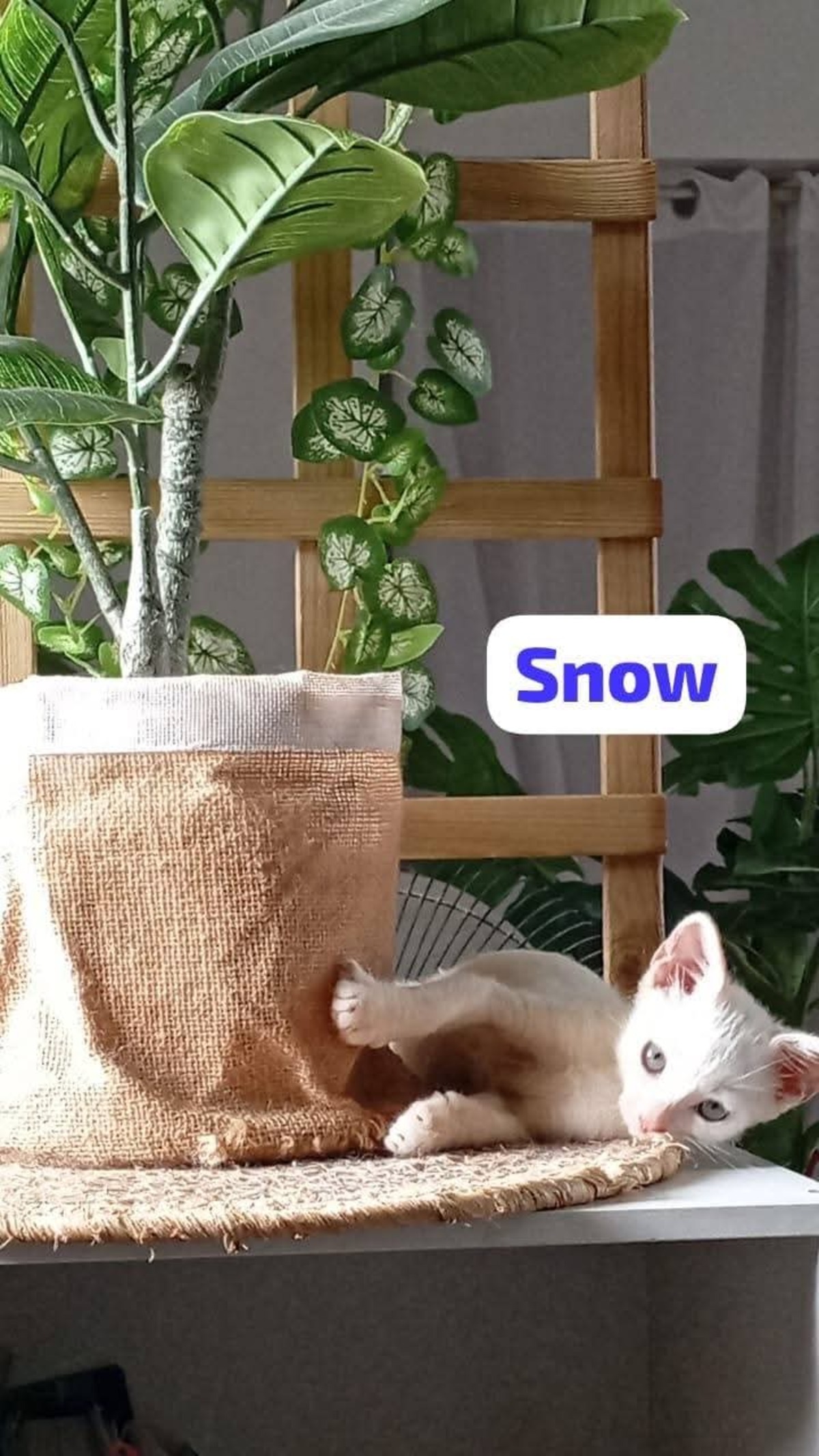 Adoption Snow