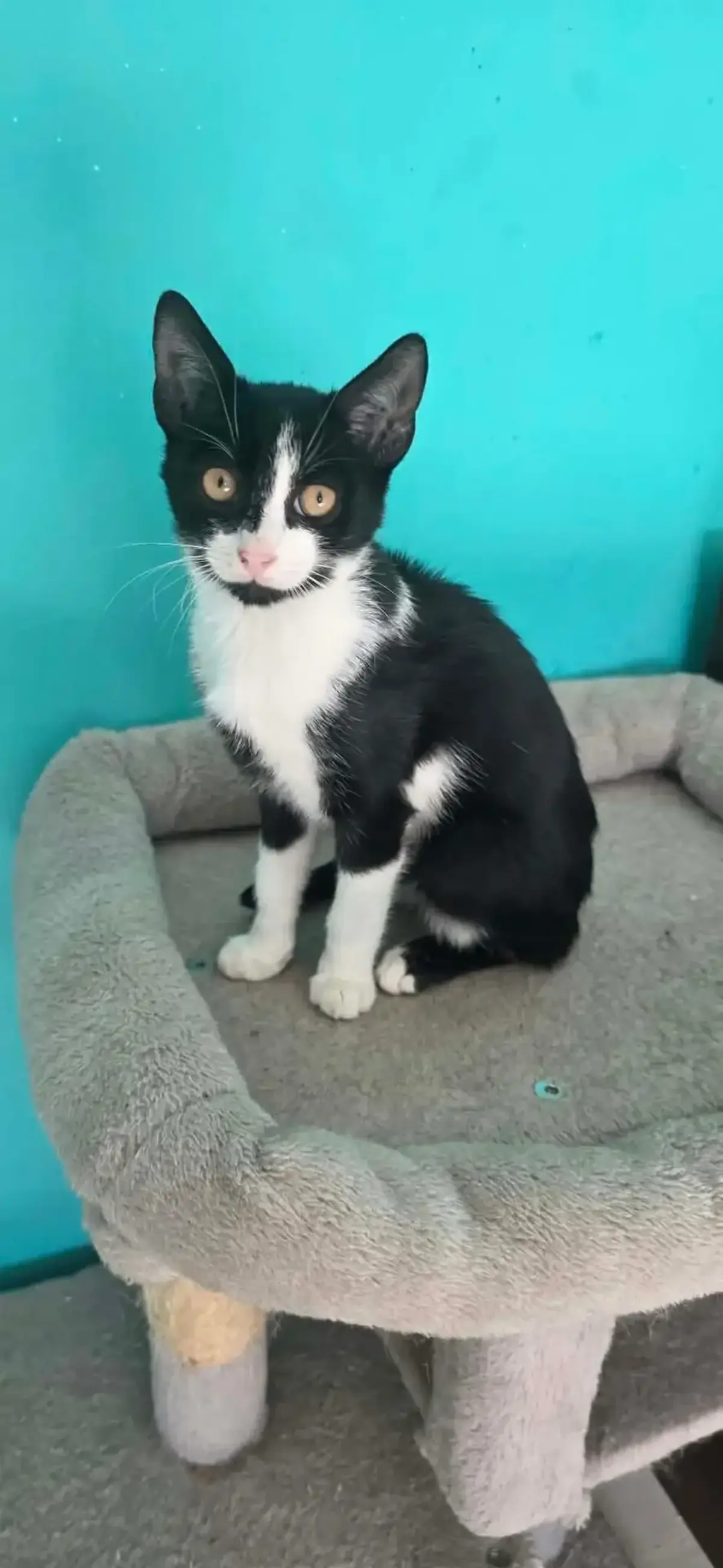 Adoption Fuji