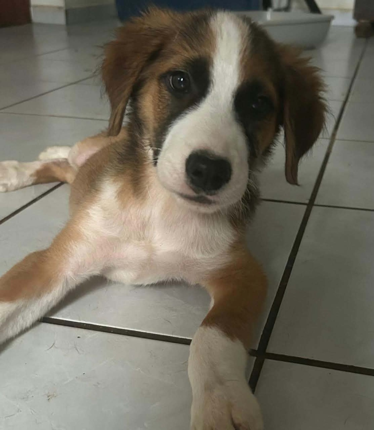 Adoption Romeo