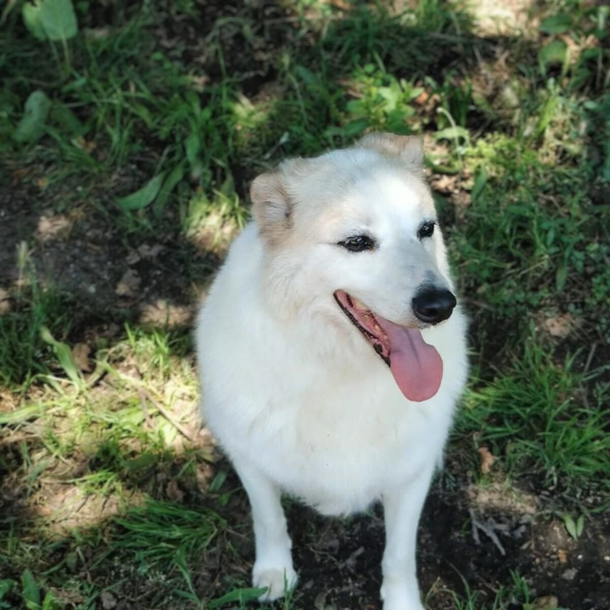 Adoption Martin